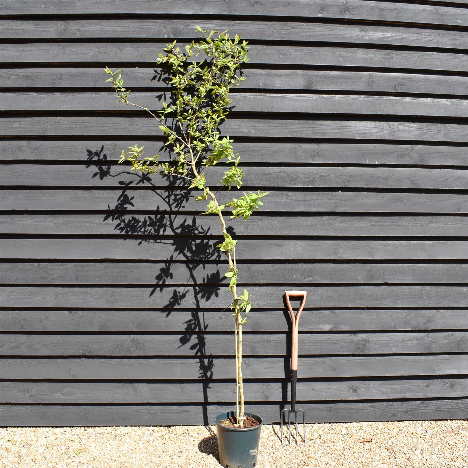 Medlar 'Nottingham' | Mespilus germanica - Height 170-180cm - 12lt