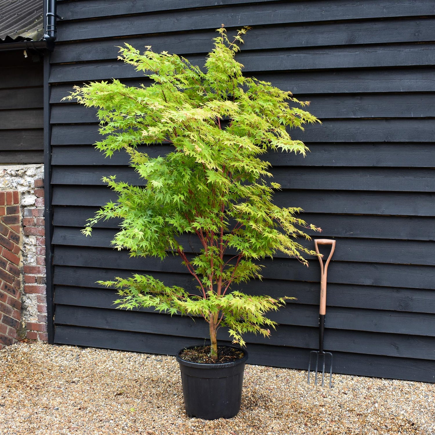 Red Bark Japanese Maple | Acer palmatum 'Sango-kaku' | Red Bark Maple Bushy - Height 180-200cm - 35lt