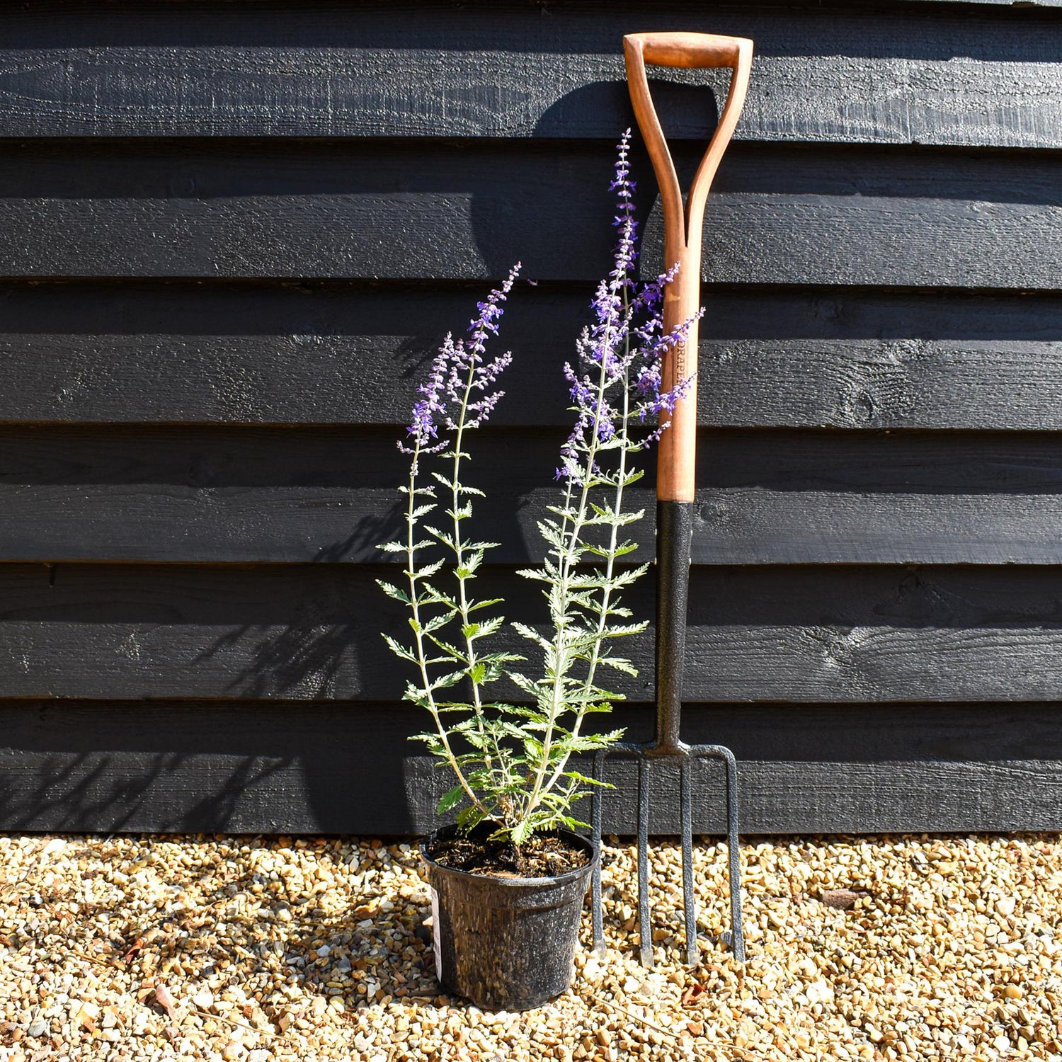 Perovskia 'Blue Spire' - Height 15-25cm - 2lt