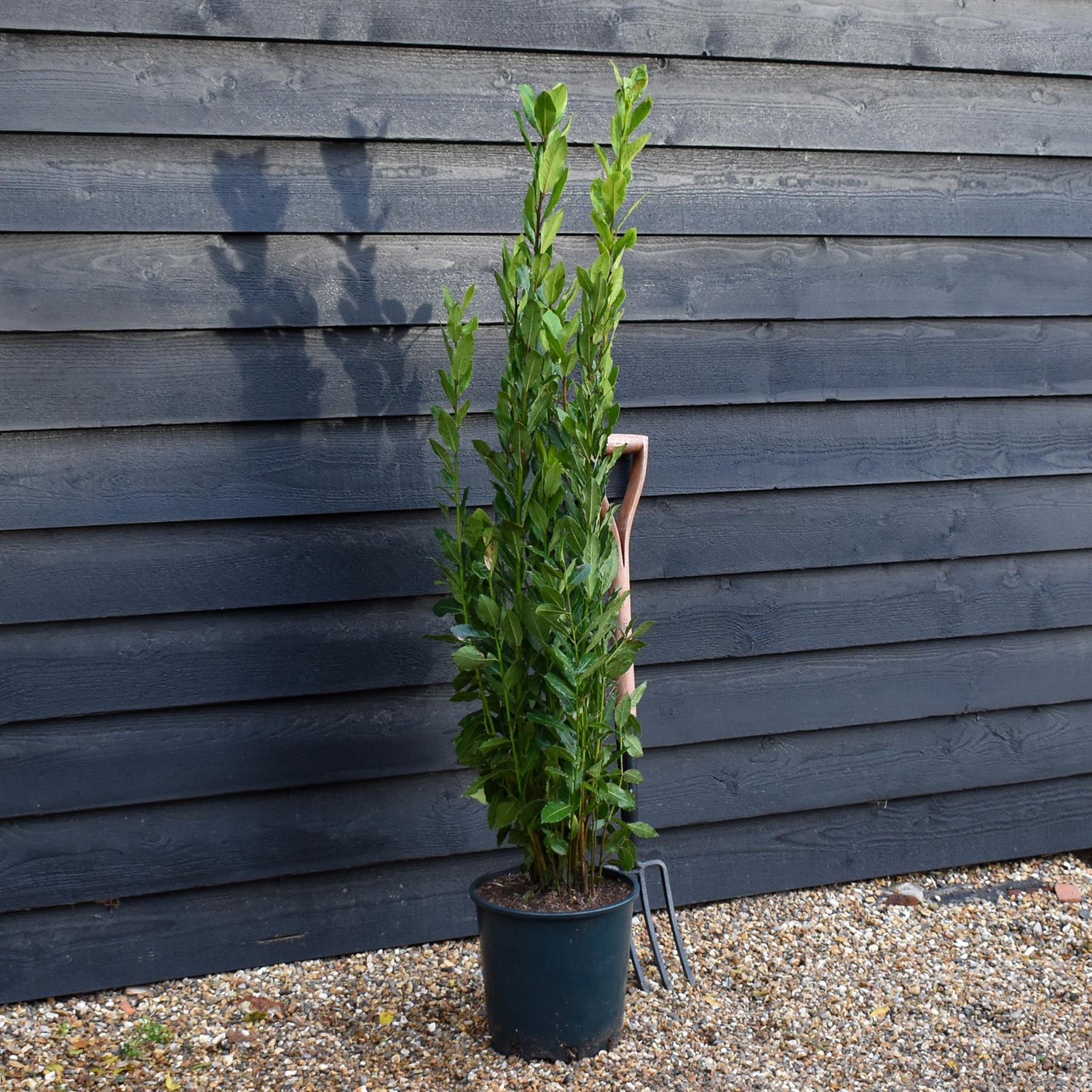 Laurus nobilis - Bay - Bushy - Height 120-140cm - 12lt