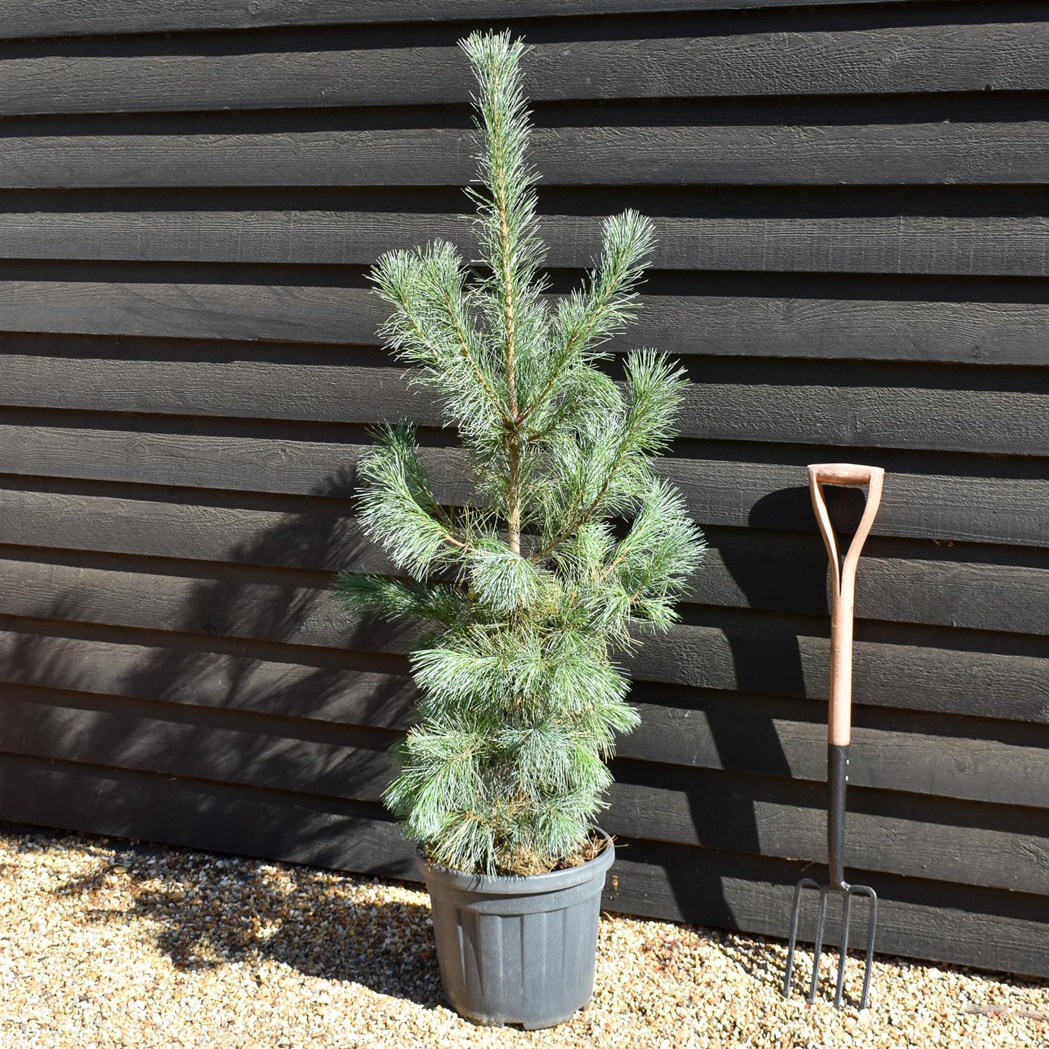 Pinus monticola 'Ammerland' | Western White Pine - Height 140cm - 20lt