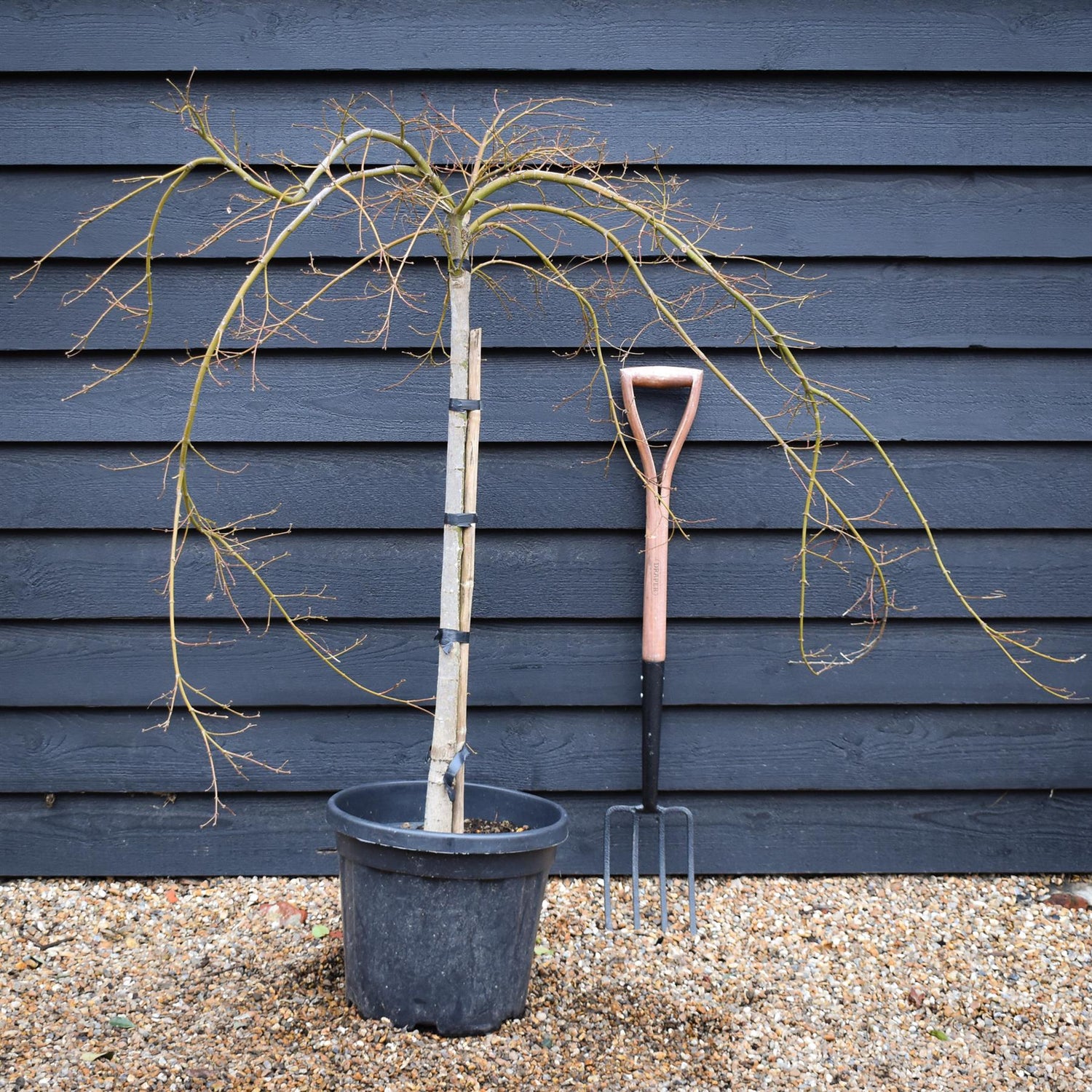 Acer palmatum dissectum 'Virdis' | laceleaf Japanese maple - Clear Stem 75-85cm - Height 100-120cm - 25lt