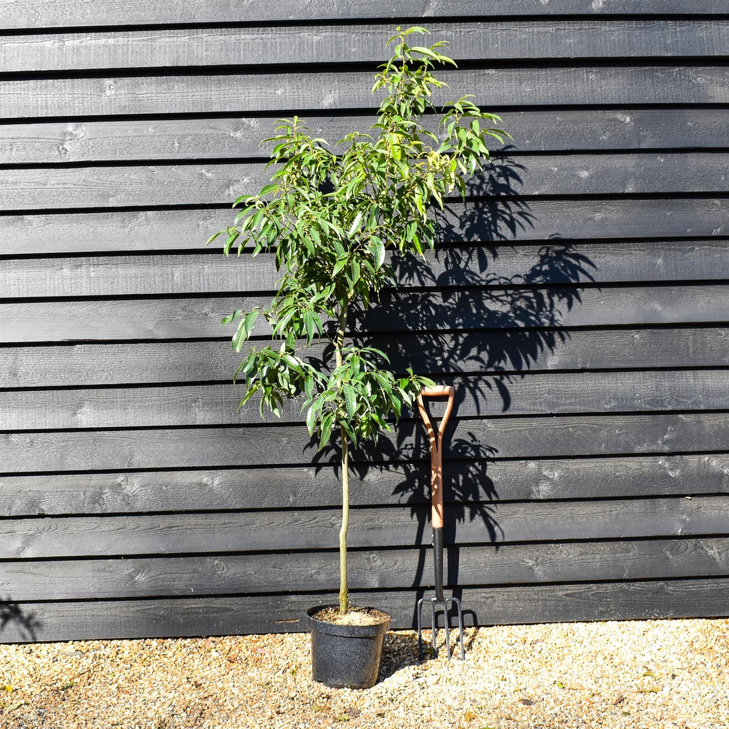 Chinese Evergreen Oak | Quercus myrsinifolia - Height 160-180cm - Pot Grown - 10lt