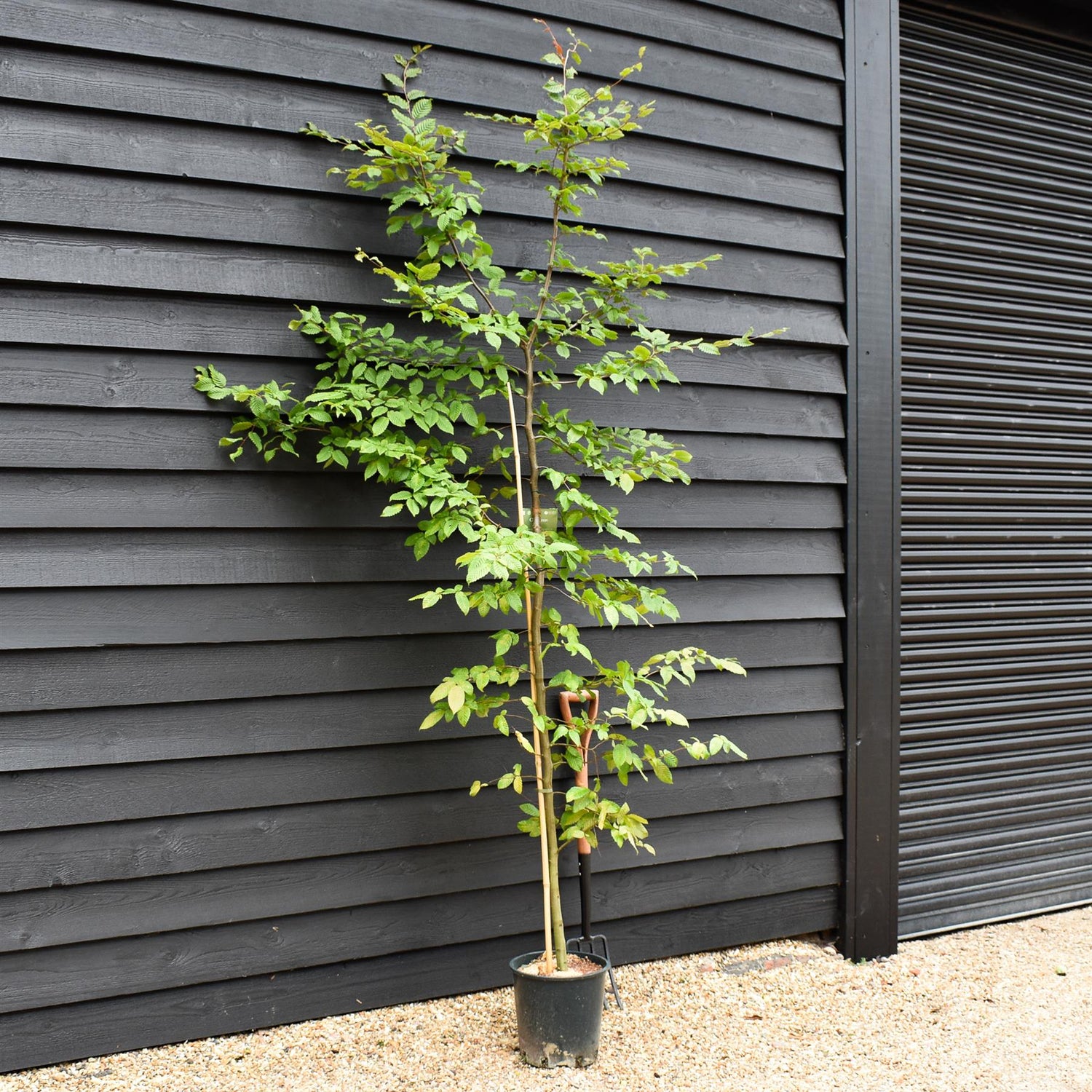 Carpinus betulus | European Hornbeam - 150-200cm, 10lt