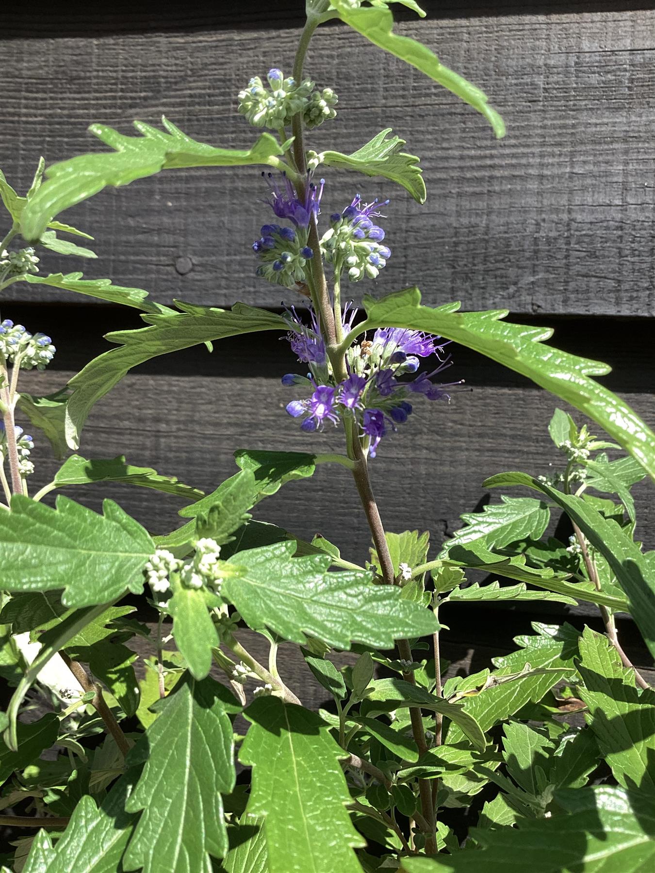 Caryopteris x clandonensis 'Blue Balloon' | Blue Balloon 40-90cm - 9lt