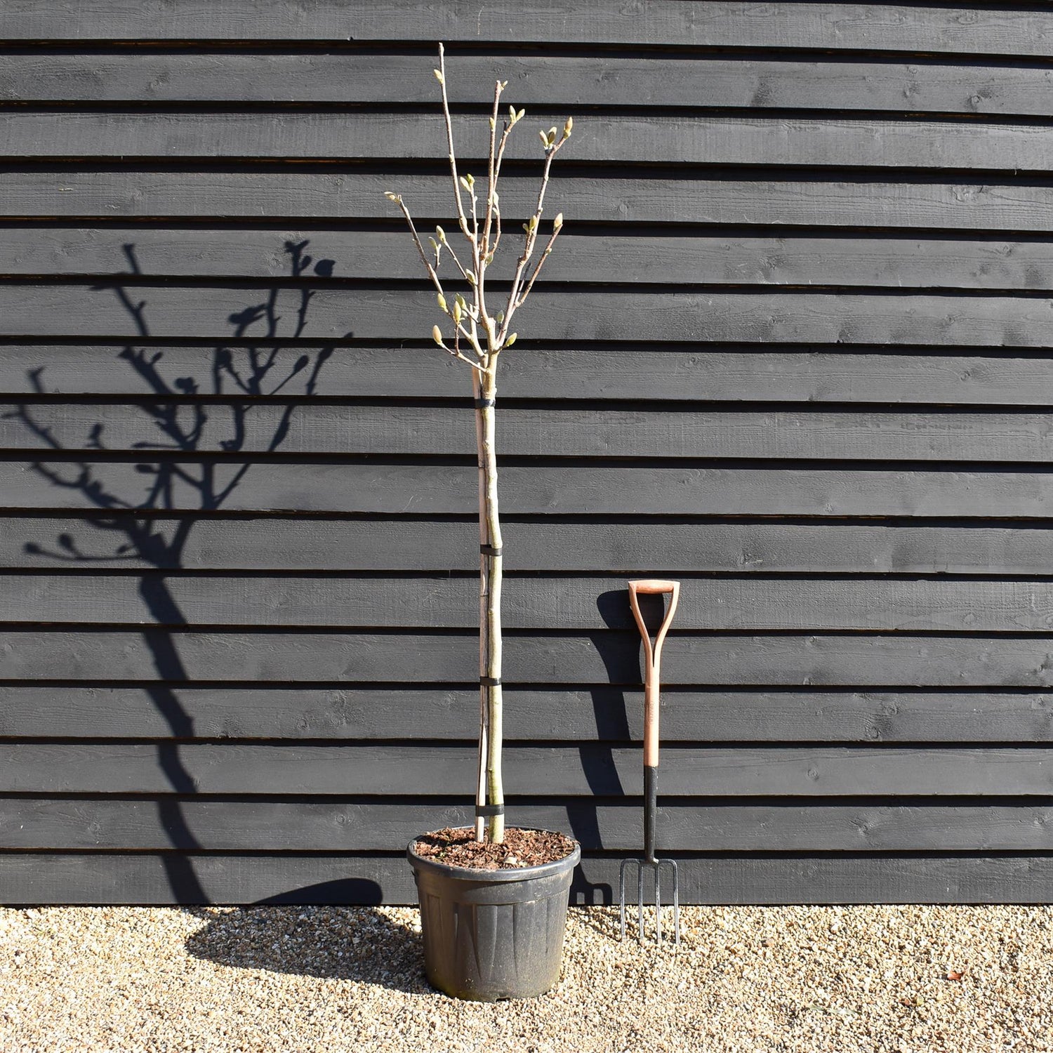 Magnolia 'Sunsation' - Clear stem 120cm - Height 230cm - Girth 8cm - 35lt