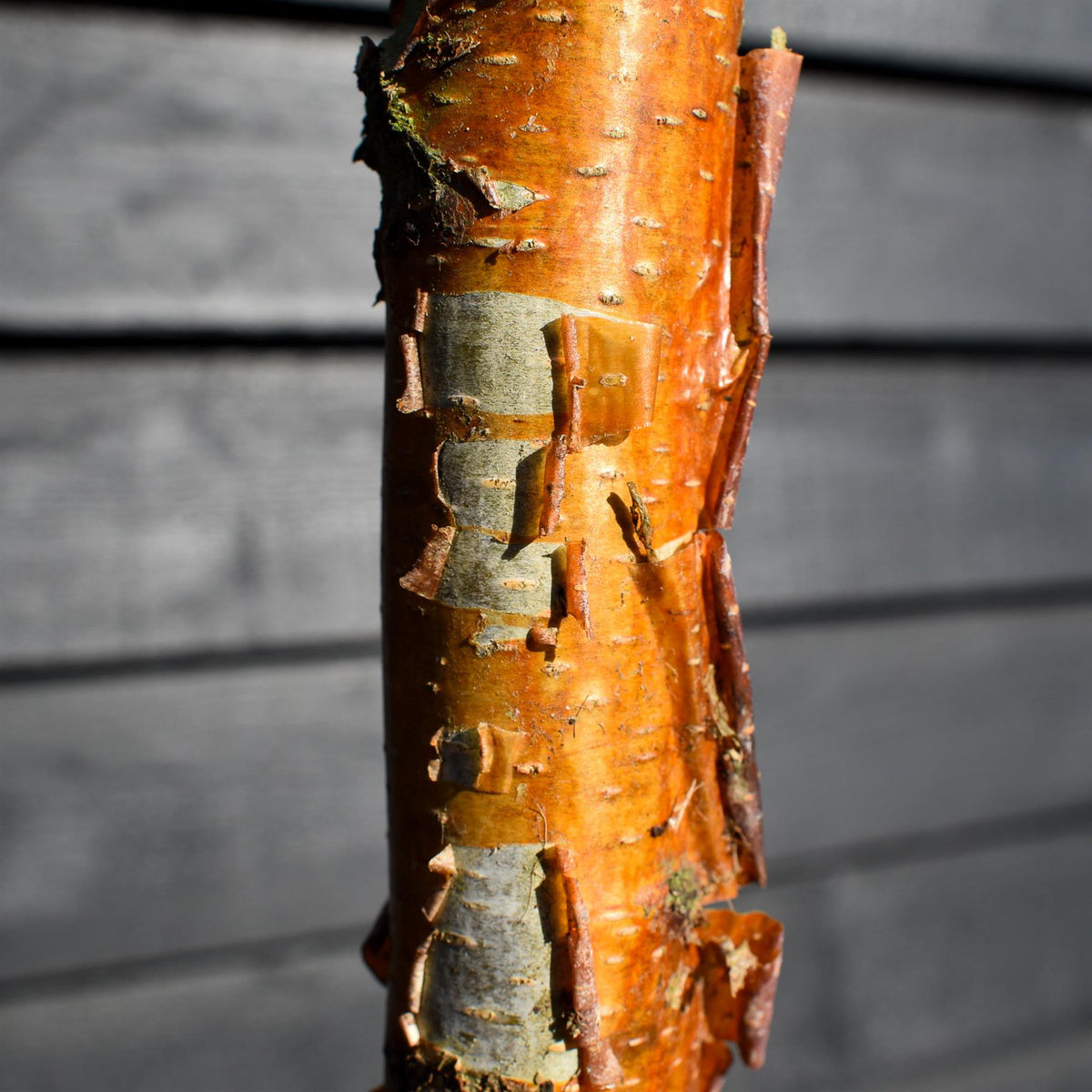 Betula Nigra "Heritage"  - River Birch| Black Birch Cully - Height - 340-400cm - Girth 10-12cm - 50lt