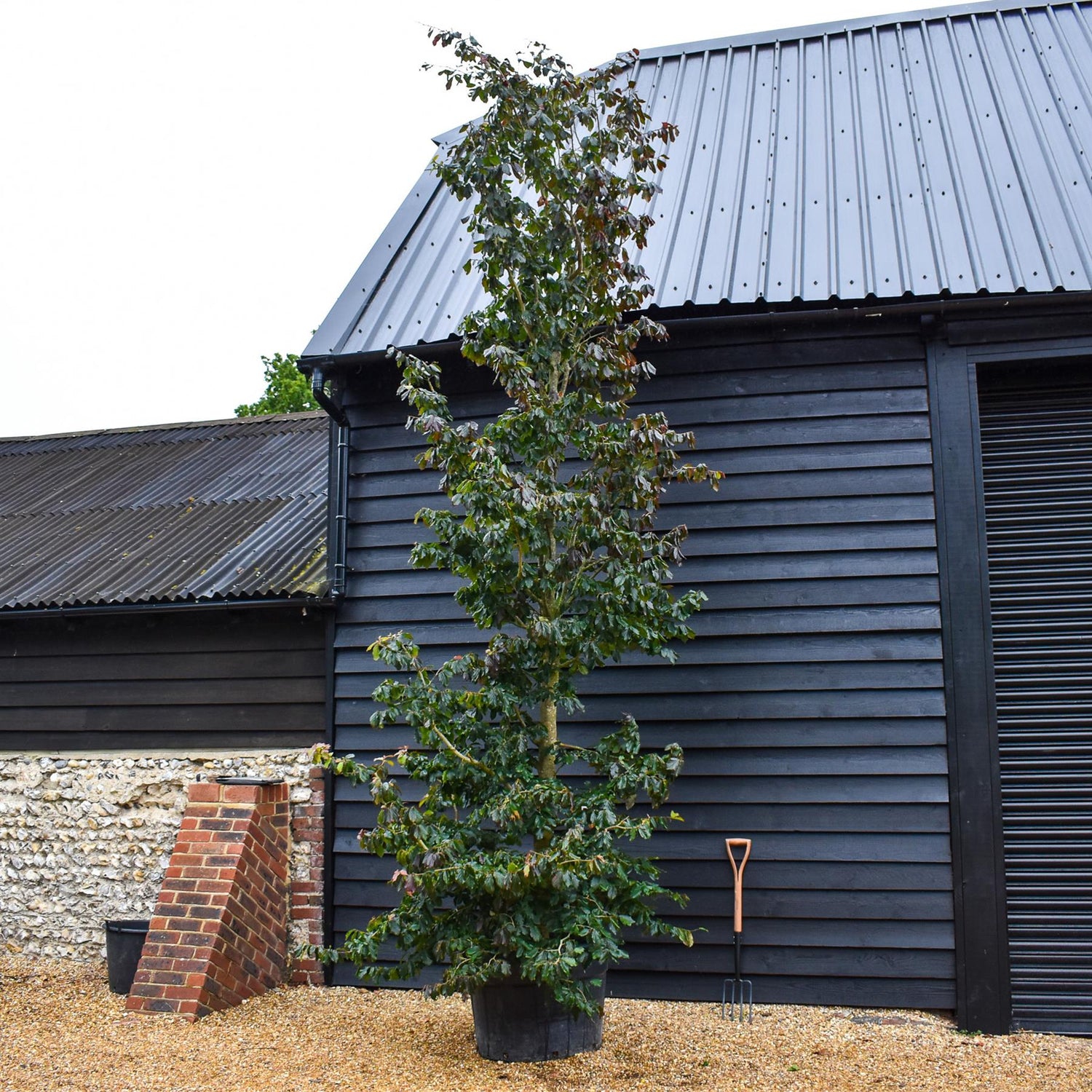 Parrotia Persica Multistem | Iron Tree - 400-420cm, 180lt