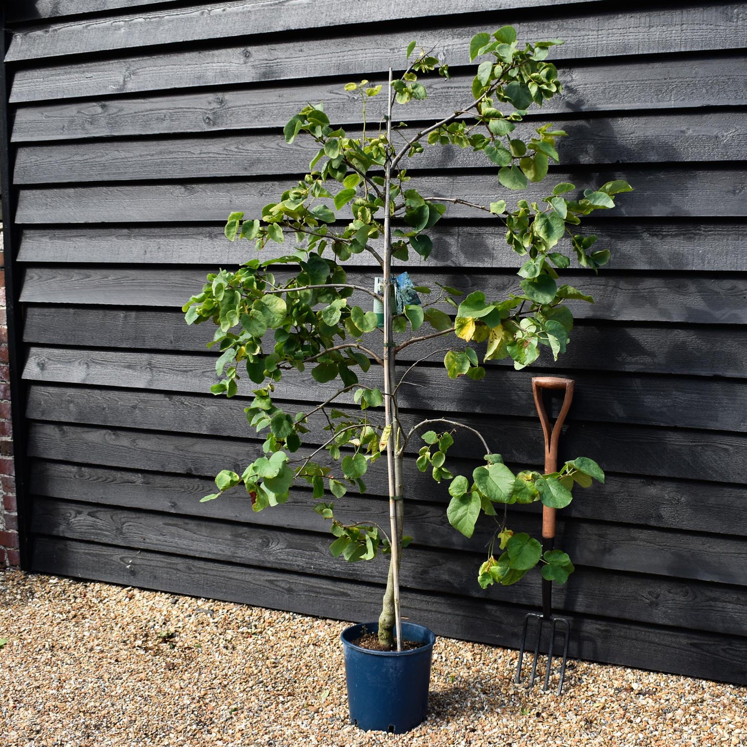 Cercis siliquastrum White Swan - Height 170-200cm - Bushy - 10lt