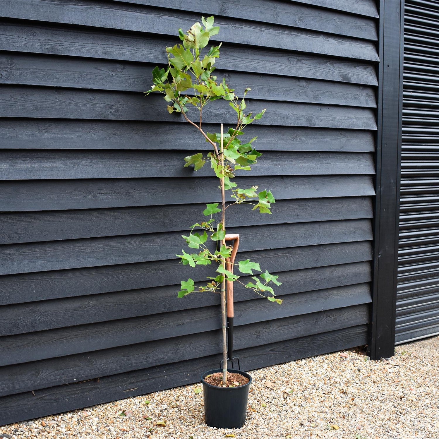 Liriodendron tulipifera | Tulip Tree - Height 180-190cm - 12lt