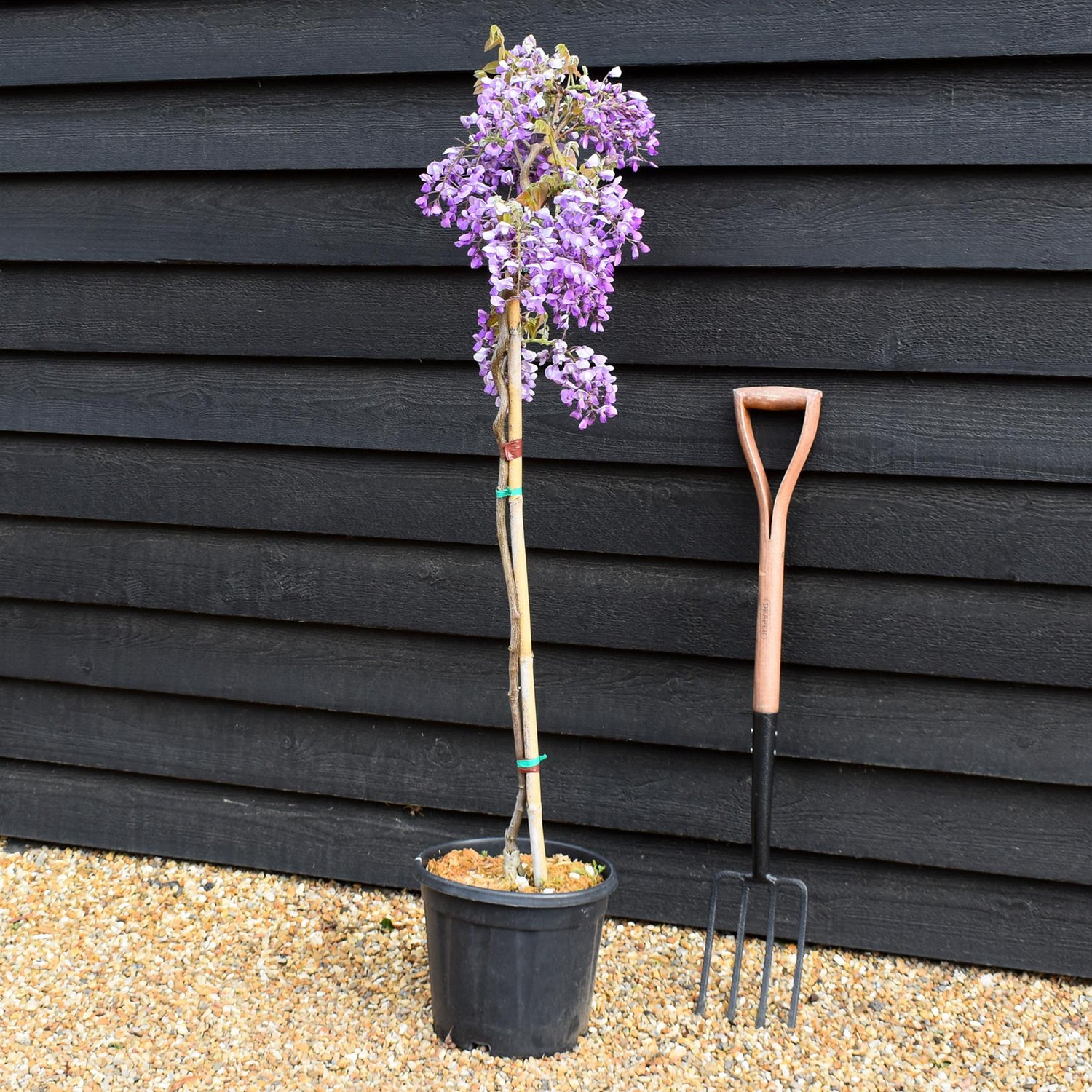 Wisteria Mixed - Clear Stem - Height 130-150cm - 9lt