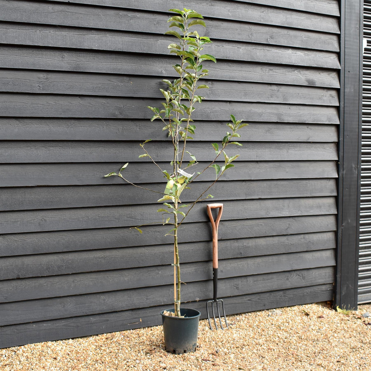 Apple tree 'Golden Delicious' | Malus Domestica - M26 - Semi-Dwarfing - Height 200-220cm - 12lt
