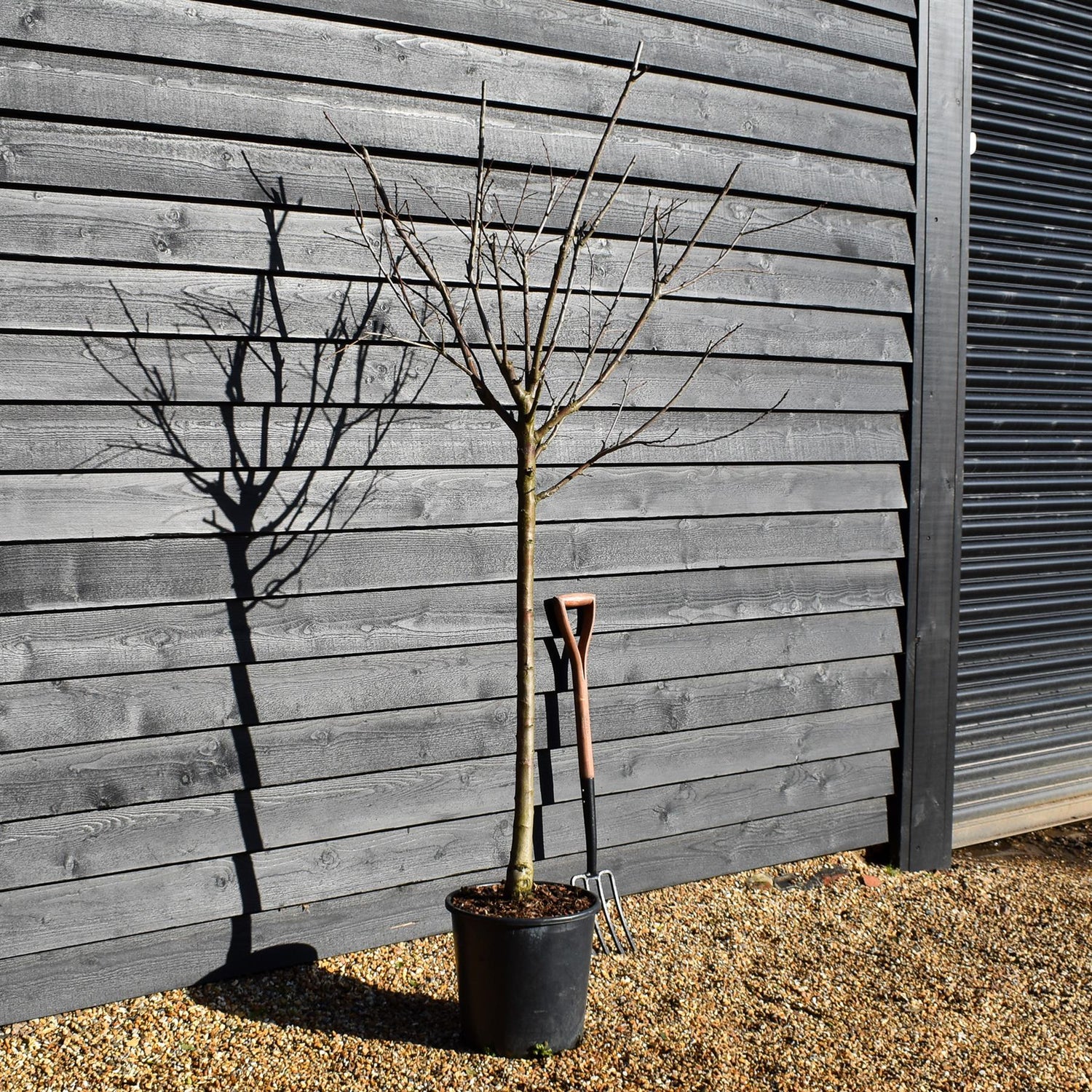 Plum | Prunus domestica 'Violet Regina Claudia' - Girth 10-12cm - Height 200-250cm - 30lt