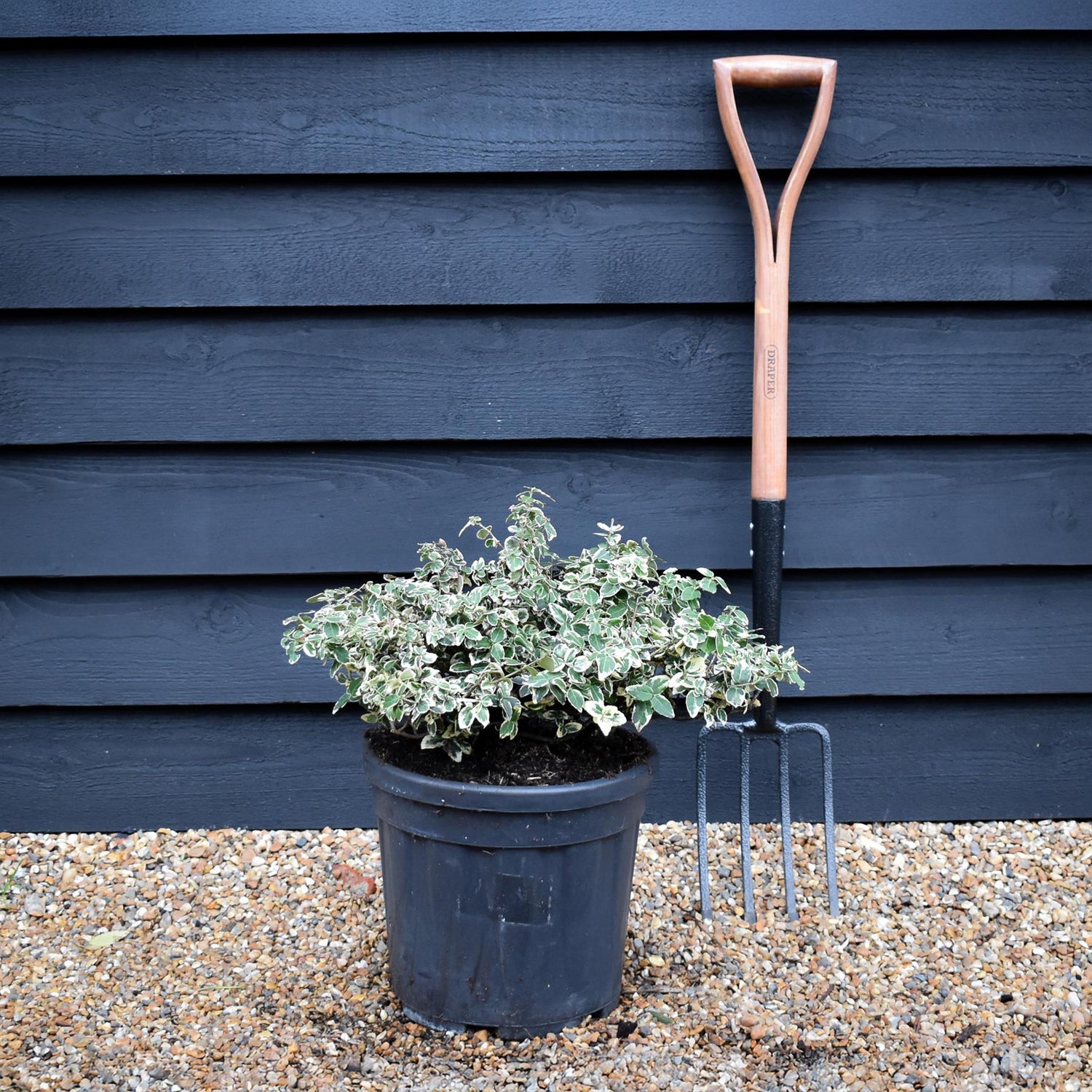 Euonymus Emerald N Gaiety | Fortunes Spindle - Height 30cm - Width 50cm - 15lt