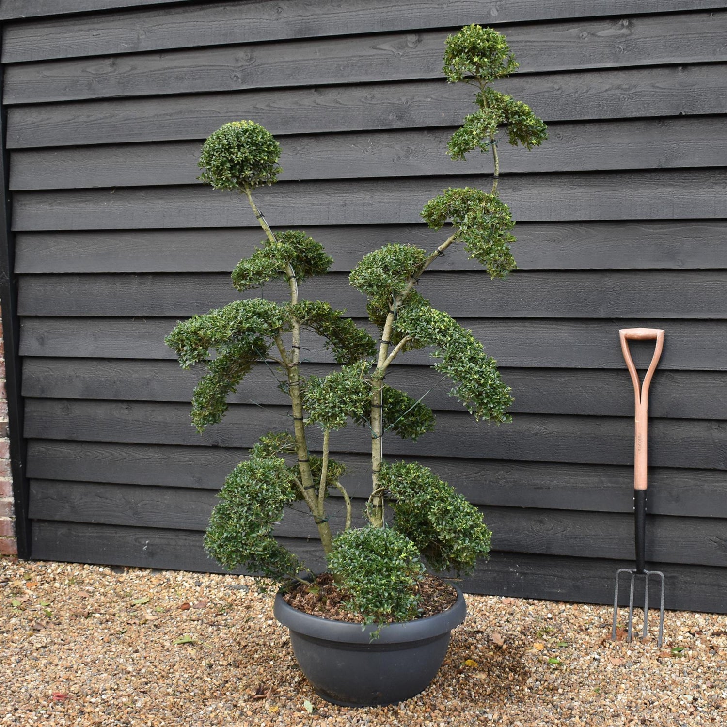 Ilex crenata 'Kinme' | Japanese Holly 'Kinme' - Bowl - 45lt