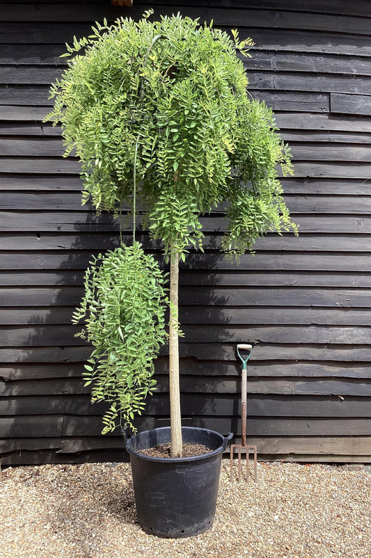 Sophora Japonica Pendula | Japanese pagoda tree - Clear Stem - Mature Tree - Girth 14-18cm - 290-300cm - 110lt