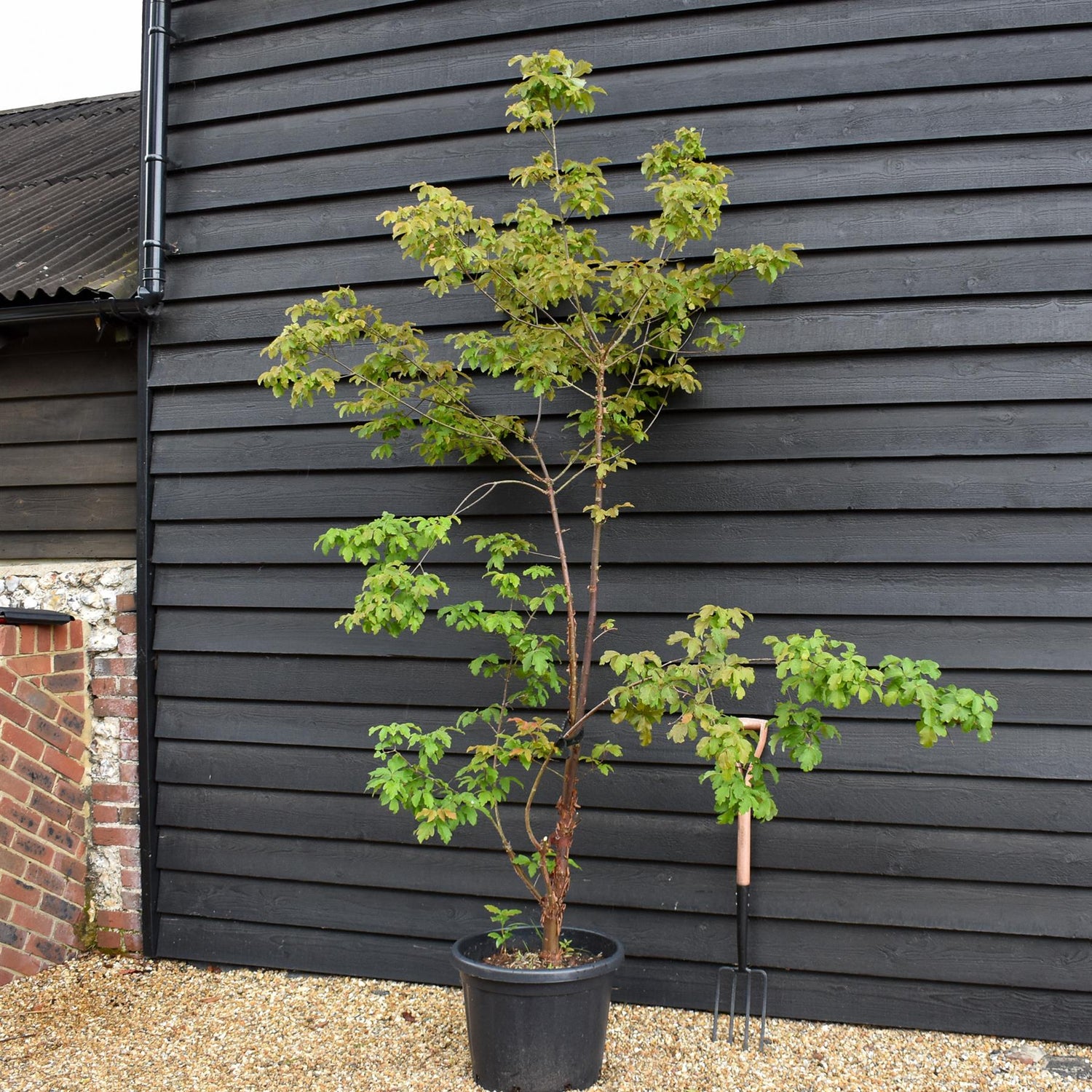 Acer griseum | Paperback Maple - 210-230cm - 50lt