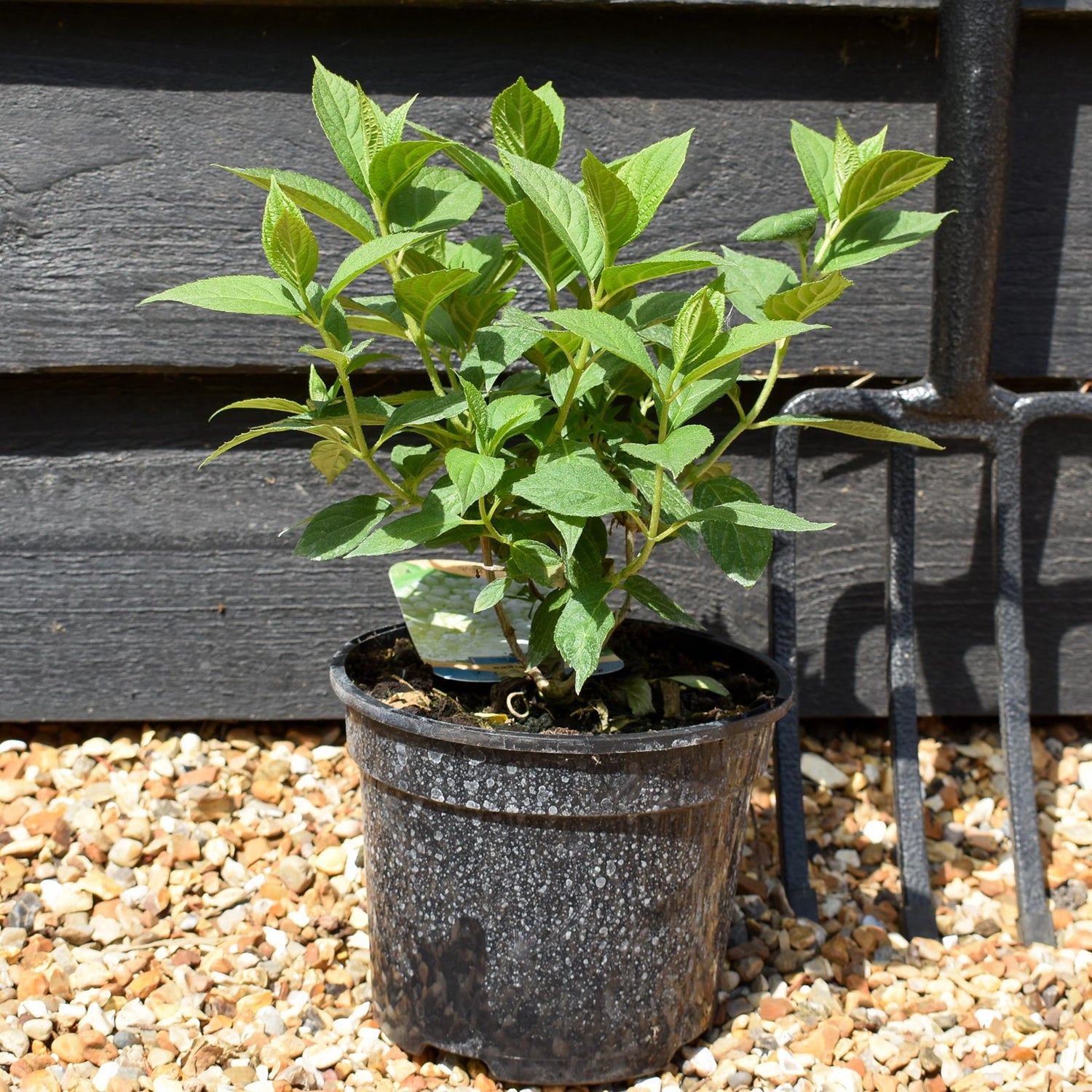 Hydrangea paniculata 'Limelight' - Shrub - Height 15-25cm - 2lt