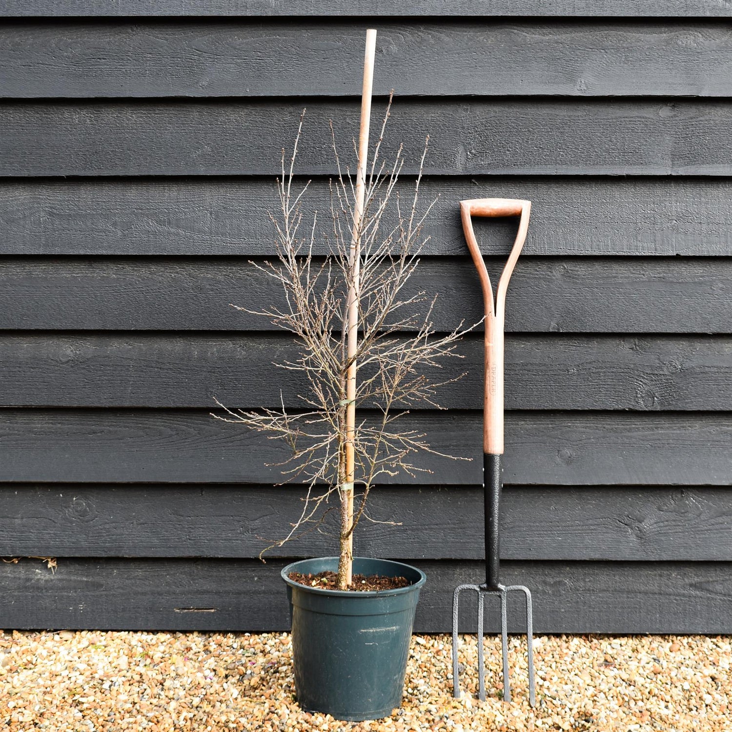 Betula Pendula 'Fuzzy Feathers' - Height 90-120cm - 10lt
