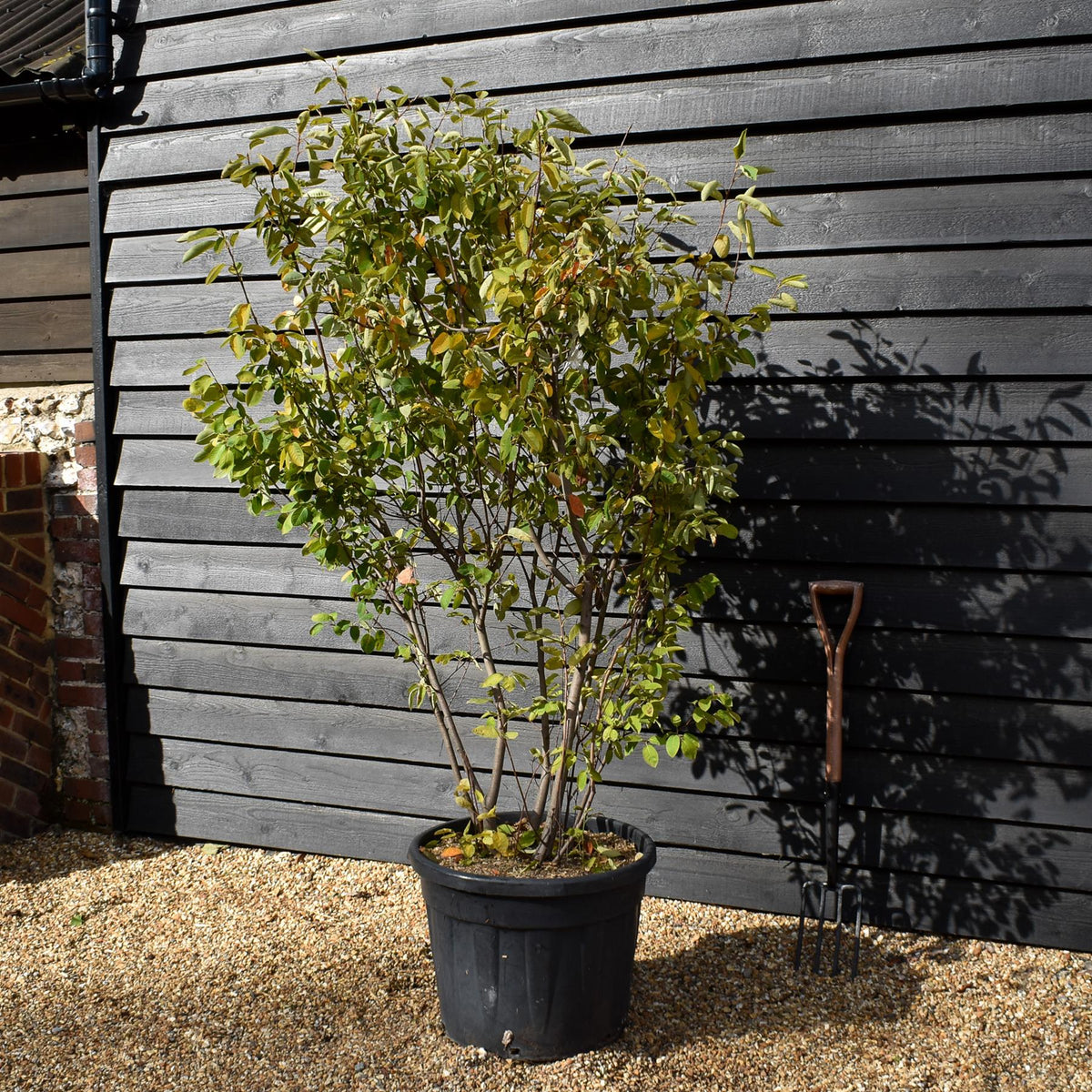 Amelanchier lamarckii - Multi Stem - Height 170cm-200cm  - Width 90cm-120cm  - 70lt