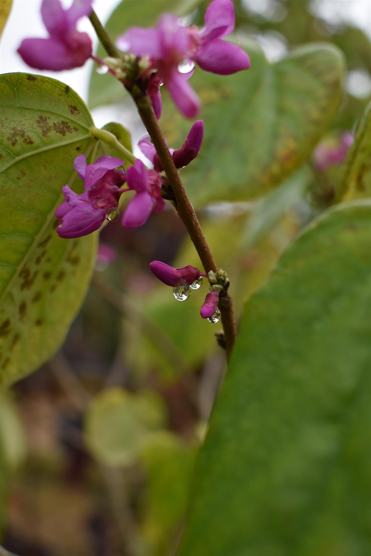 Cercis chinensis 'Avondale' - 100-120cm, 20lt