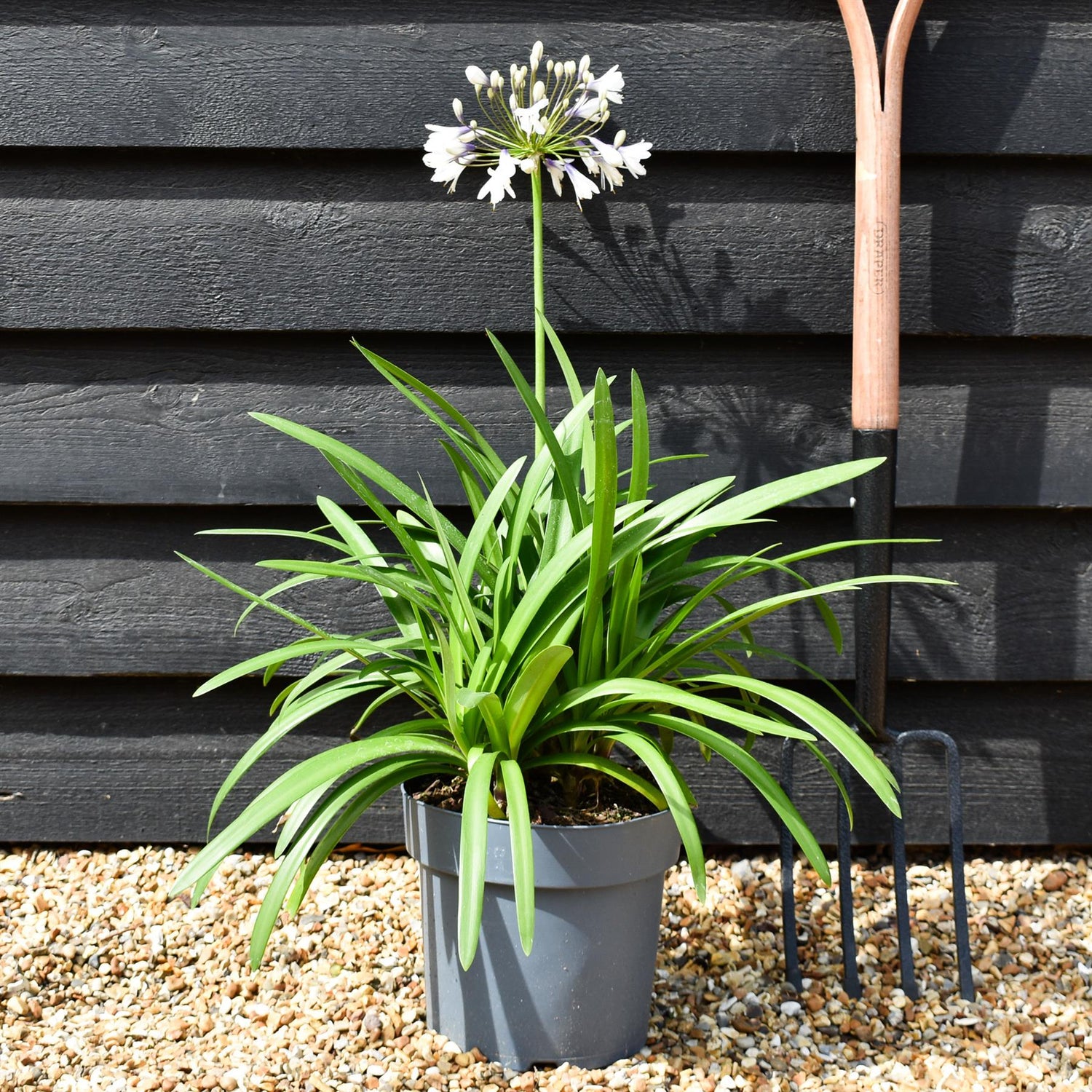 Agapanthus "Poppin Star" | African Lily - Height 50-70cm - 5lt