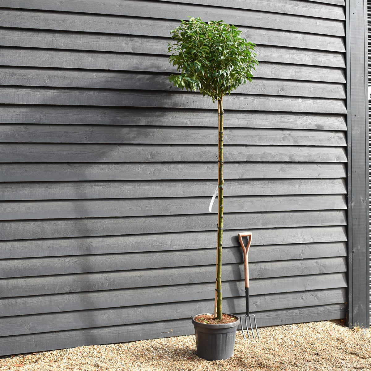 Prunus lusitanica 'Angustifolia' | Portugeuse Laurel - Clear Stem - 180cm - Height 220-240cm - Girth 10-12cm - 25lt
