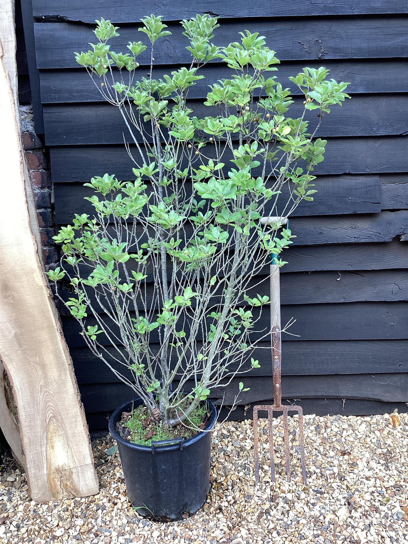 Pittosporum tenuifolium ''Stevens Island" - 120-150cm, 30lt