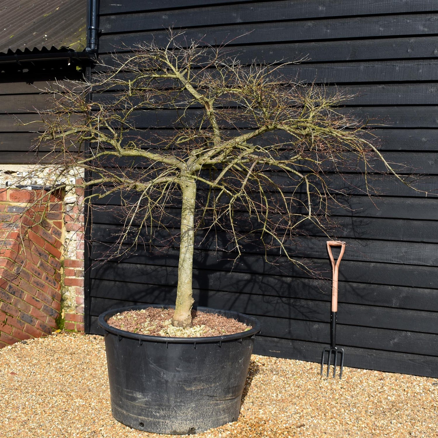 Acer palmatum dissectum 'Garent' | 'Garent' laceleaf Japanese maple -Clear Stem 80cm - Height 170-180cm - 235lt