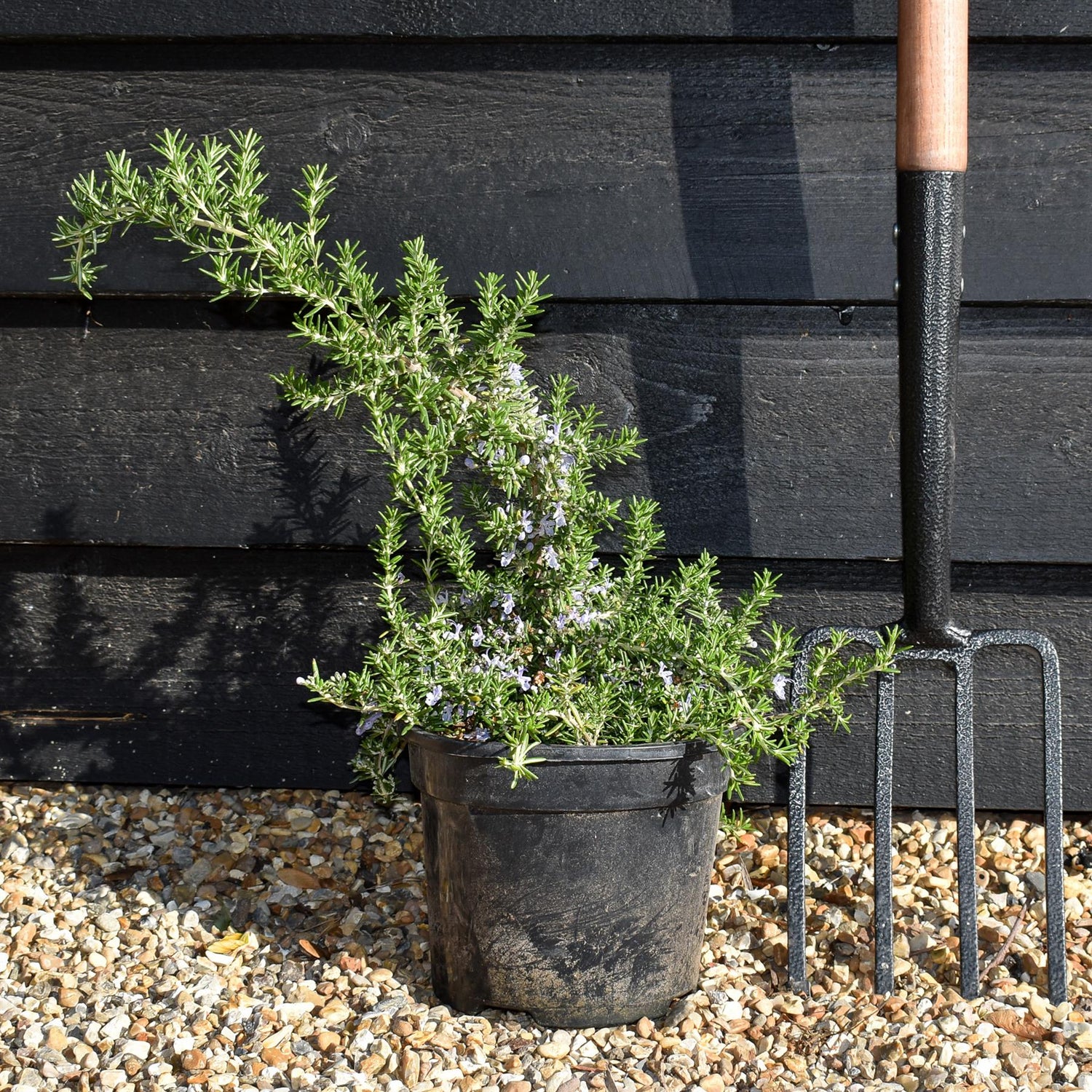 Rosemary | Rosmarinus Officinalis  'Prostratus' - Height 15-20cm - Shrub - 3lt