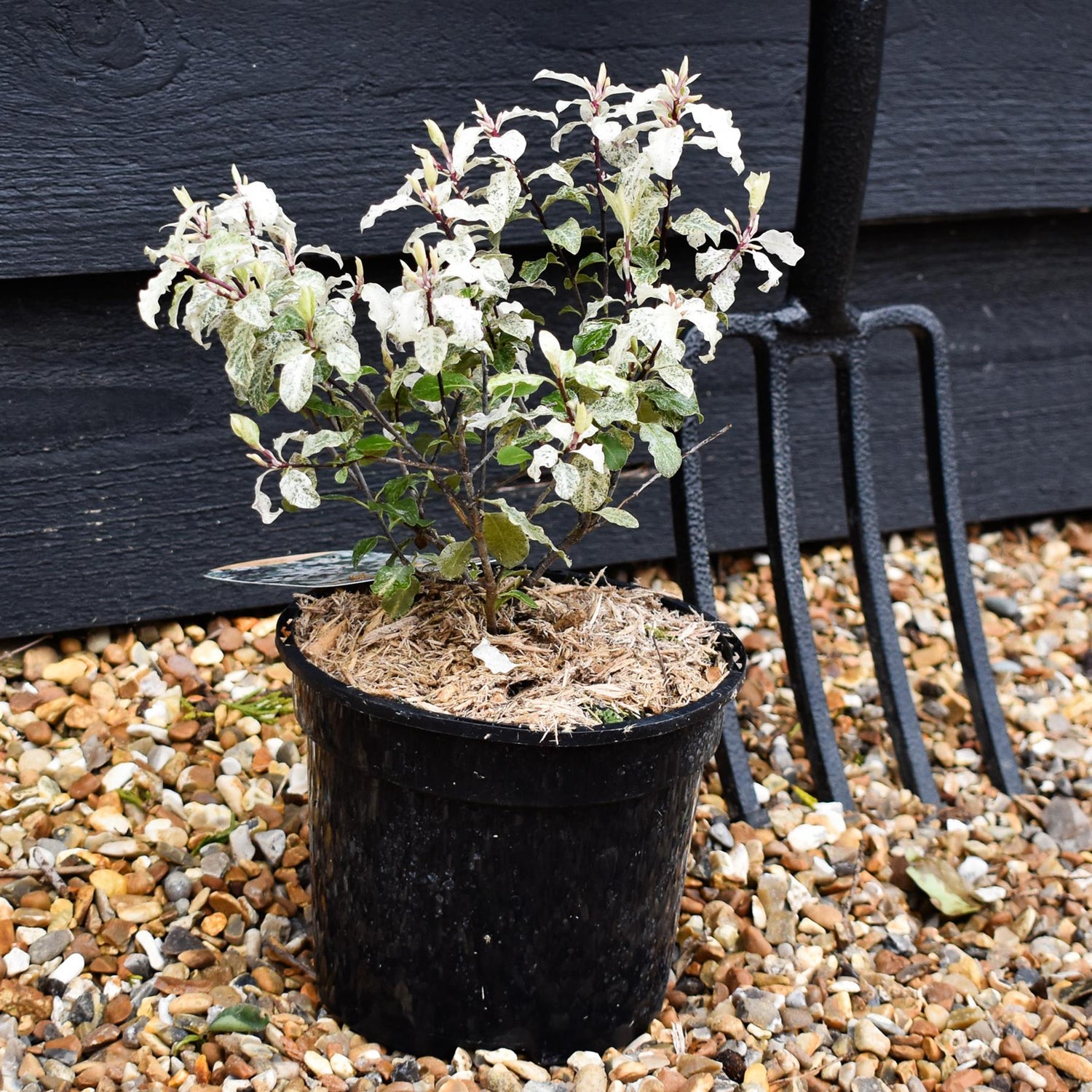 Pittosporum Irene Paterson - Height 20-30cm - 2lt