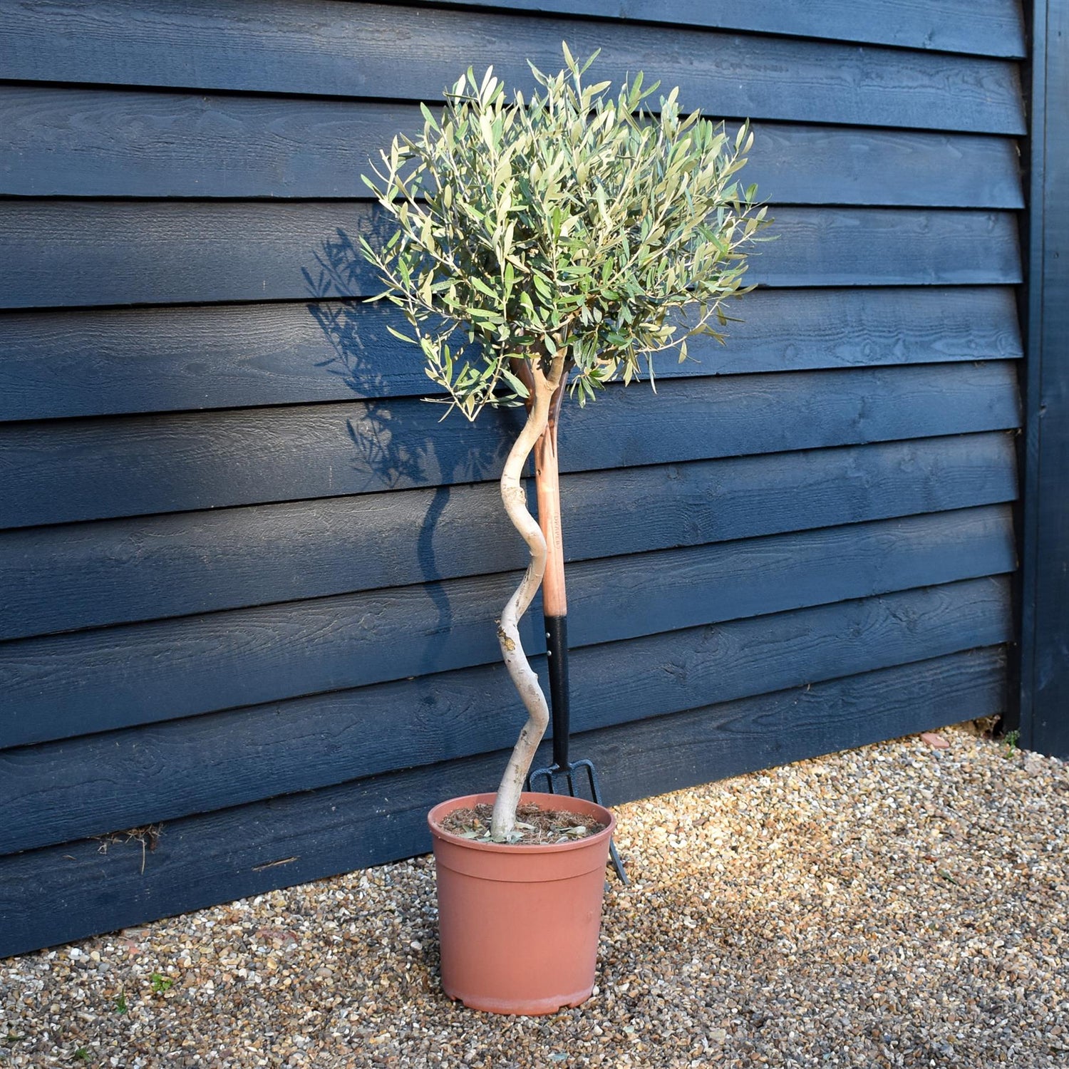 Olive Tree | Olea Europea -Clear Spiral Stem 70-80cm - Height - 110-120cm - 10lt