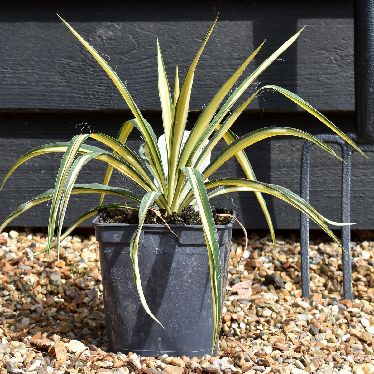 Yucca Filamentosa 'Colour Guard' | Adam's Needle 'Color Guard' - 2lt
