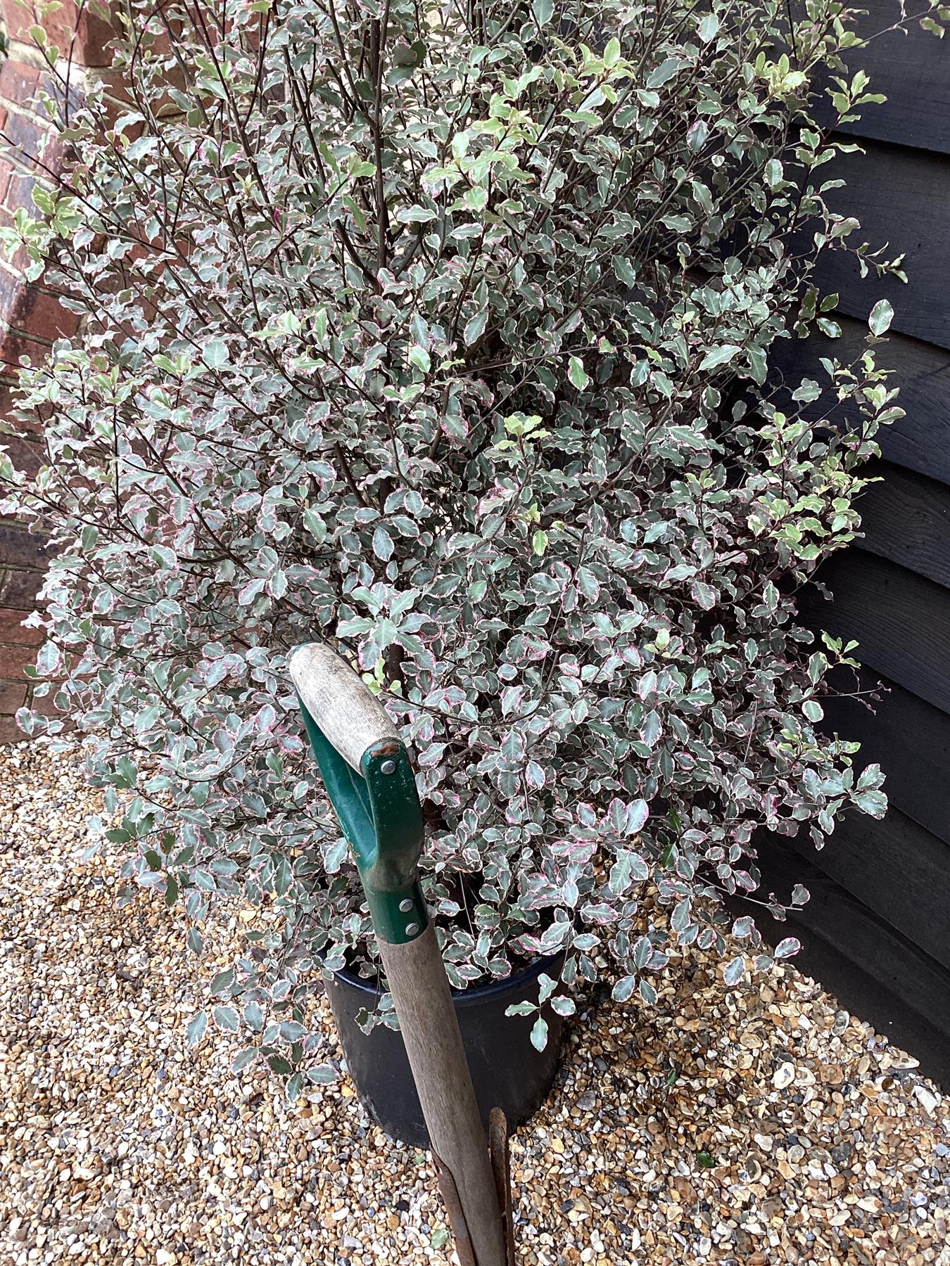 Pittosporum tenuifolium 'Victoria' - 160-180cm - 25lt