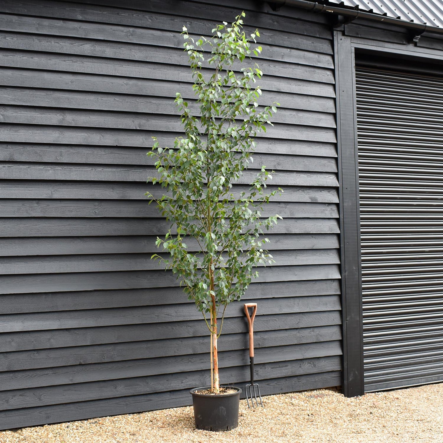 Chinese Red Birch | Betula albosinensis 'Fascination' - Height 250-280cm - Girth 6-8cm - 45lt