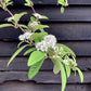 Cotoneaster 'Rothschildianus' | Willow-Leaved Cotoneaster - 220-250cm, 20lt