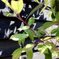 Photinia x fraseri Red Robin - Tree - 180 - 200cm - 12lt