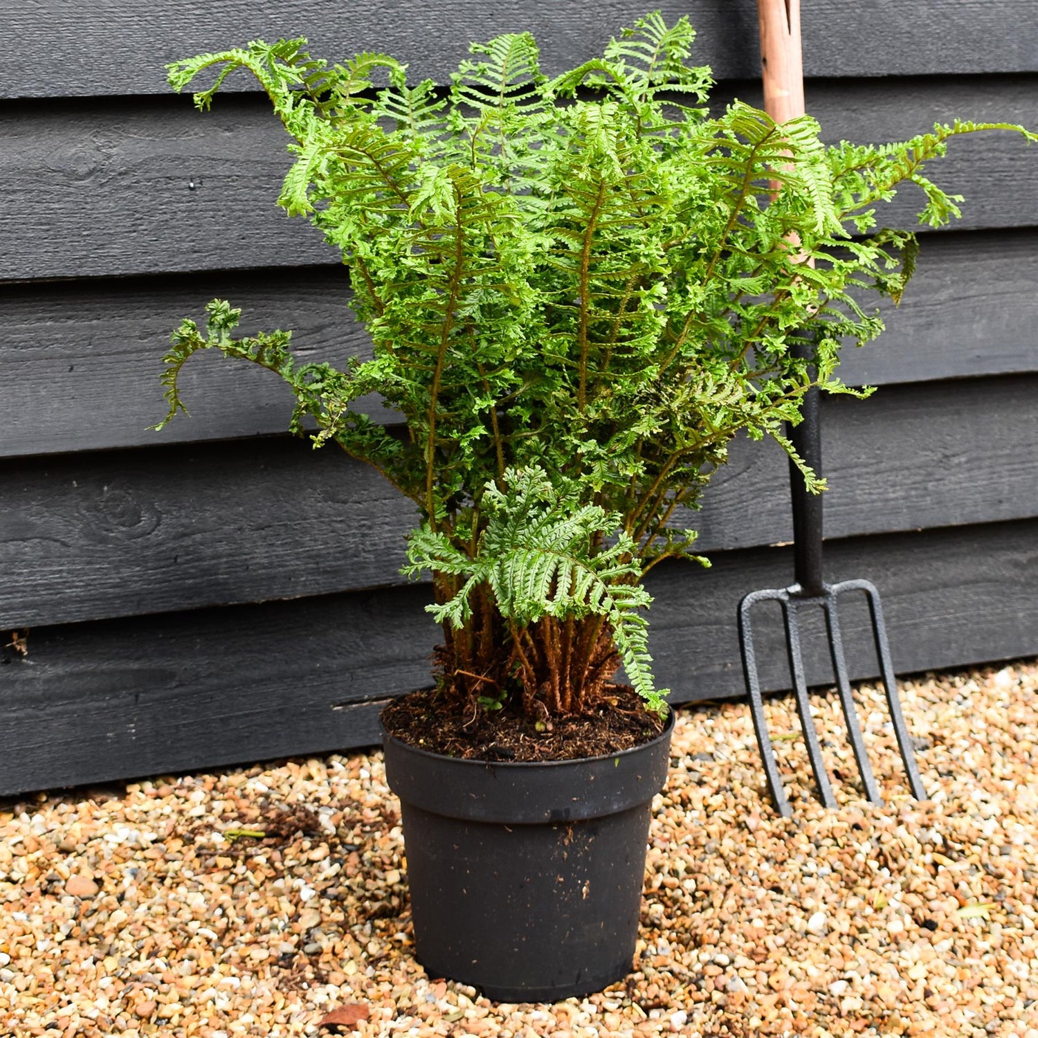 Dryopteris affinis | Cristata The King - Height 60-70cm - 7lt