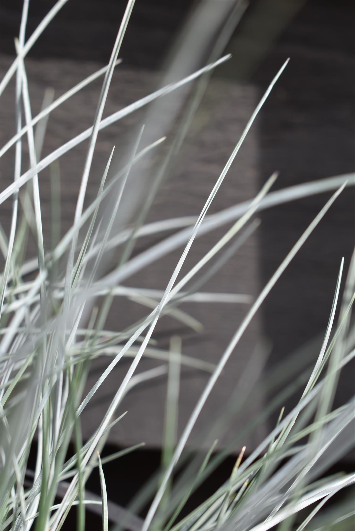 Festuca Glauca 'Intense Blue' - 20-25cm, 3lt
