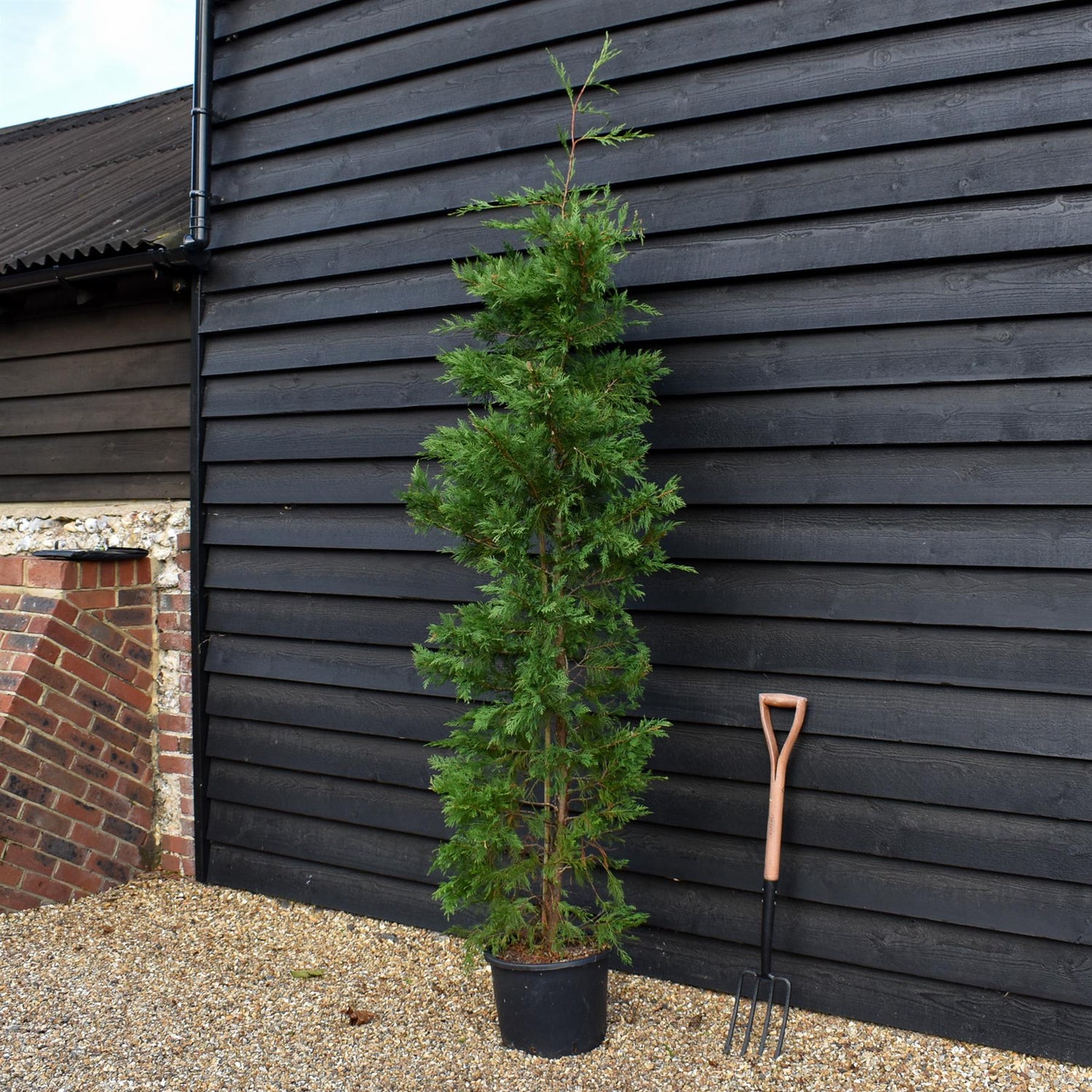 Cupressocyparis x leylandii - 150-160cm - 20lt