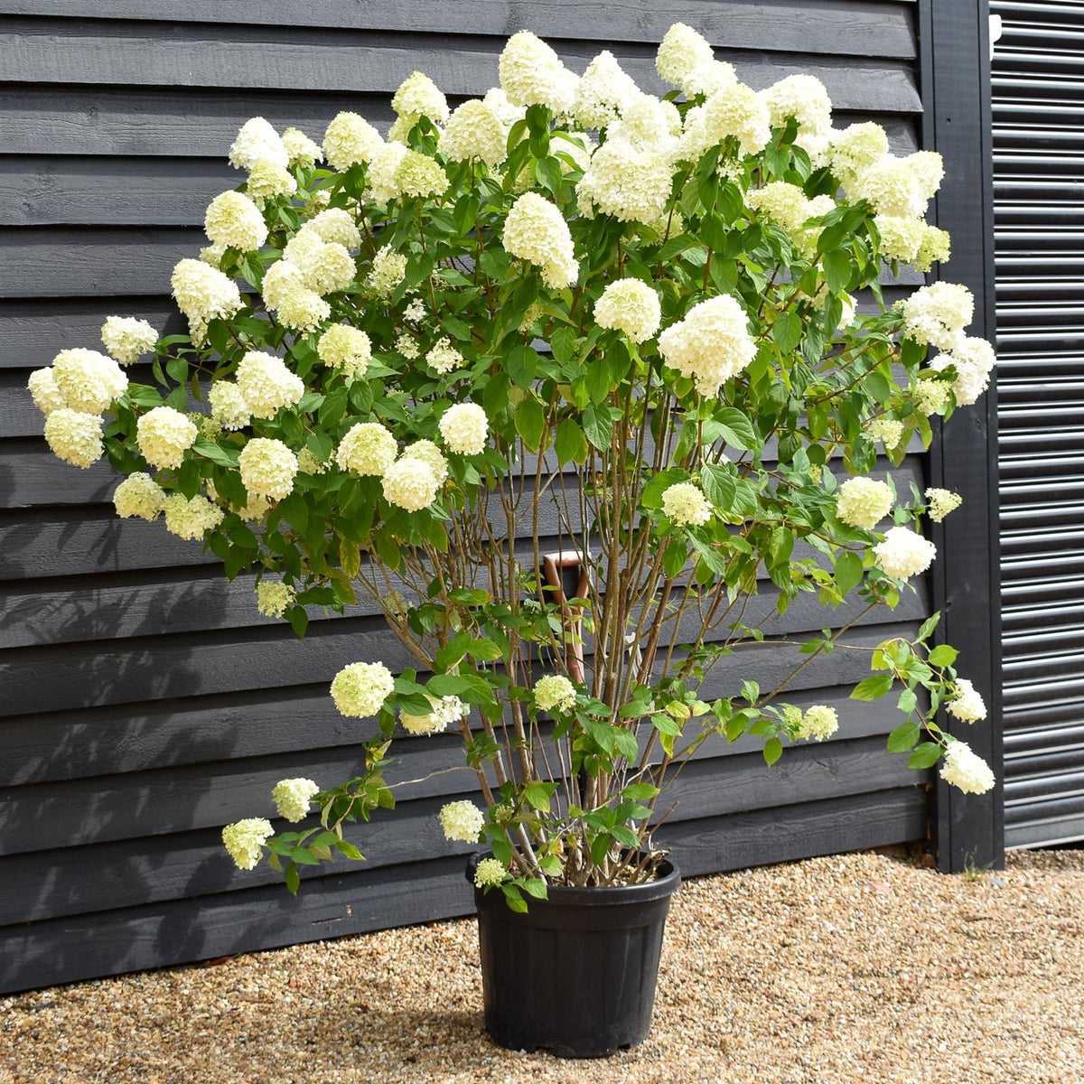 Hydrangea paniculata 'Grandiflora' - Shrub - Height 130cm - 45lt