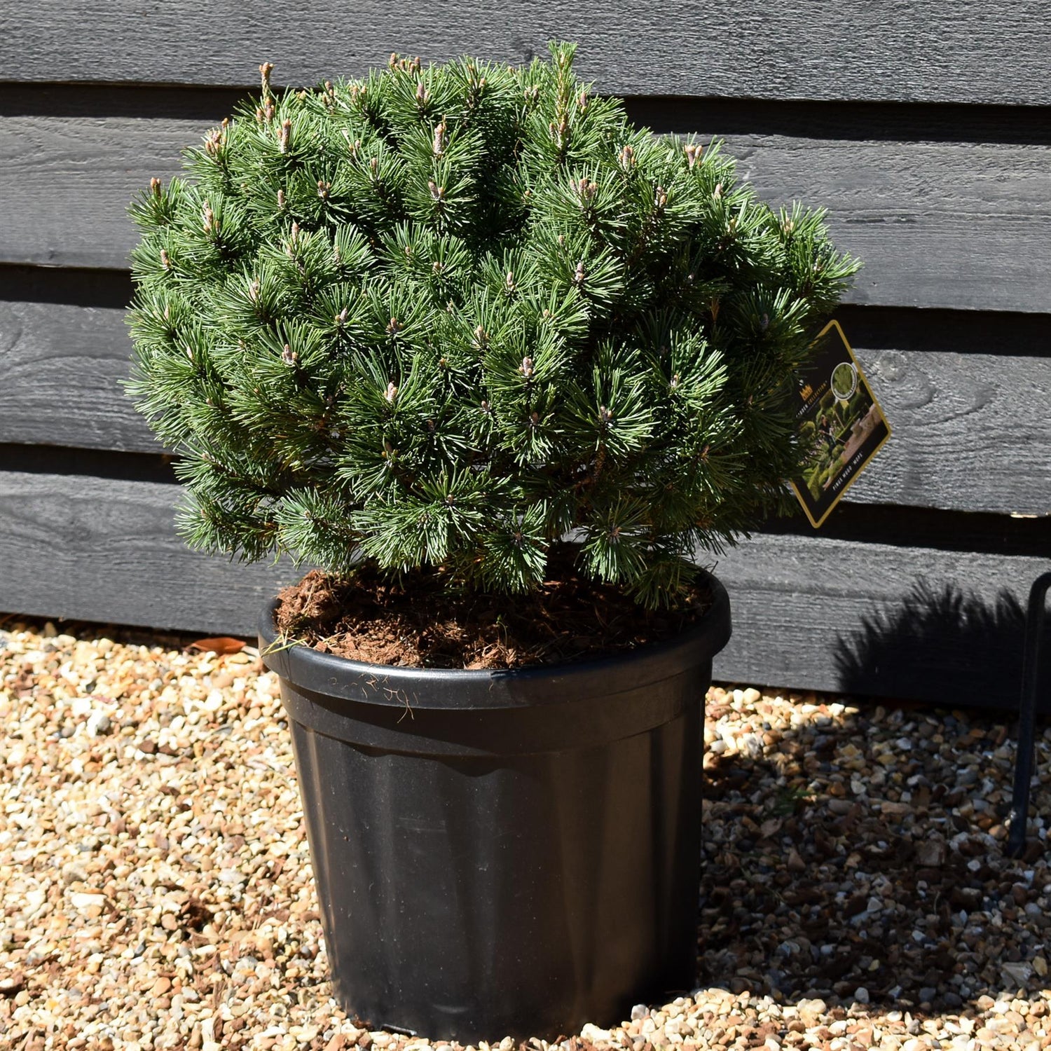Pinus Mugo 'Mops' - Height 35-45cm - Width 35cm-45cm - 18lt