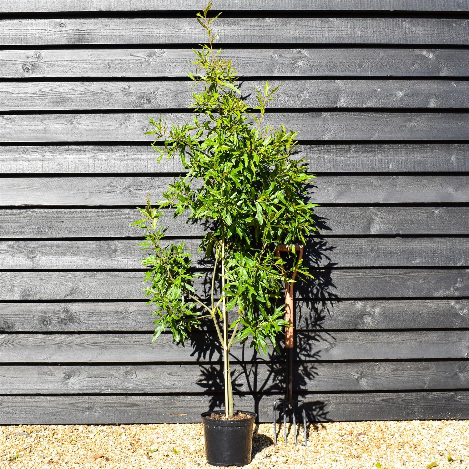 Water Oak | Quercus nigra - Height 150-180cm - Pot Grown - 10lt