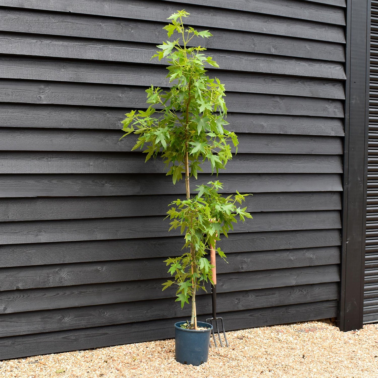 Liquidambar styraciflua 'Worplesdon' Std | Sweet Gum Worplesdon - 120-150cm, 10lt
