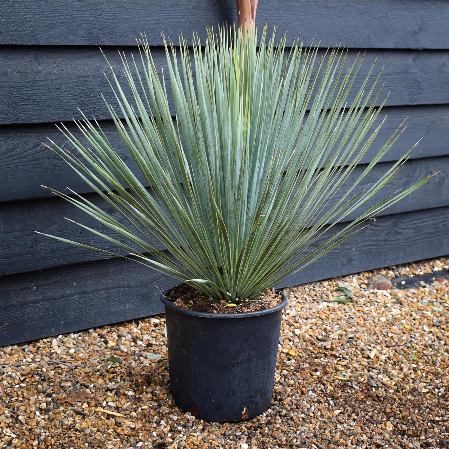 Yucca rostrata -| Beaked Yucca - Height 60-70cm - 10lt