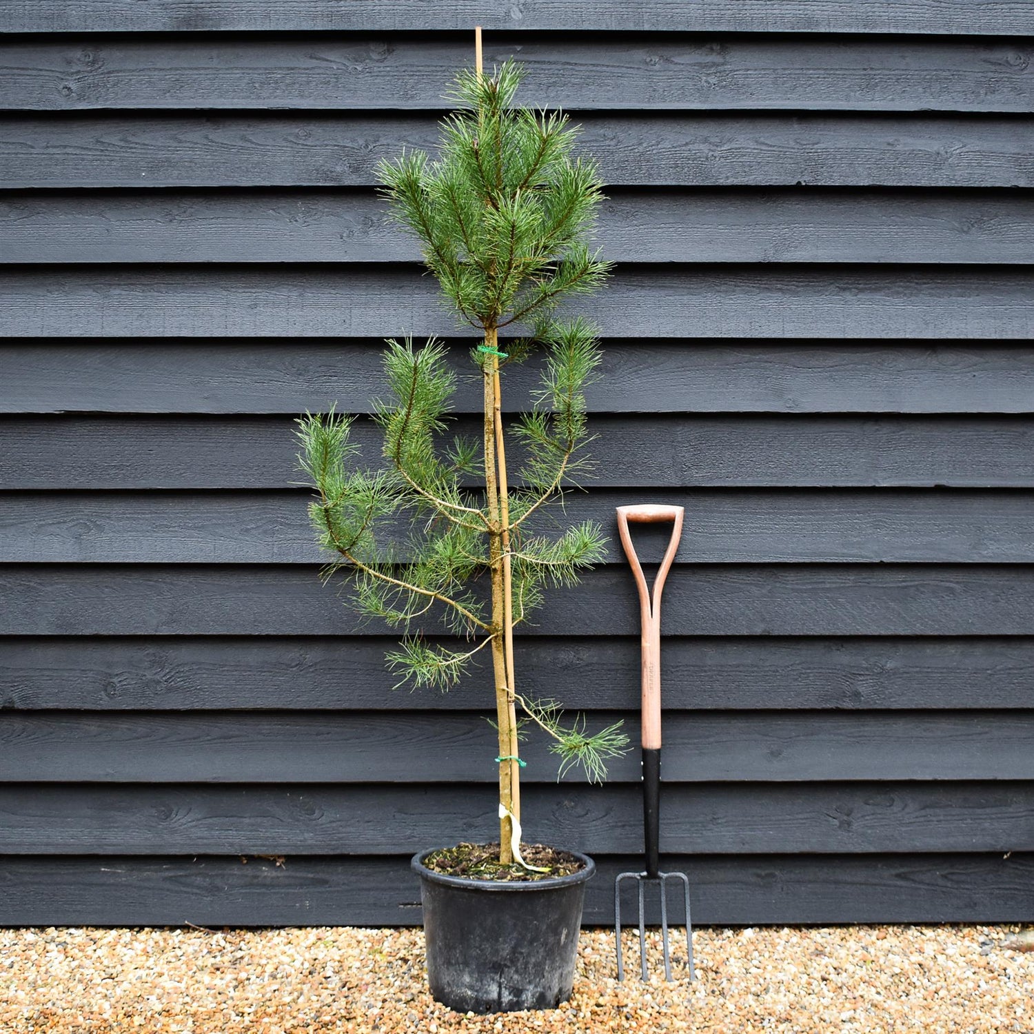 Pinus contorta - Lodgepole Pine - Height 150-200cm - 20lt