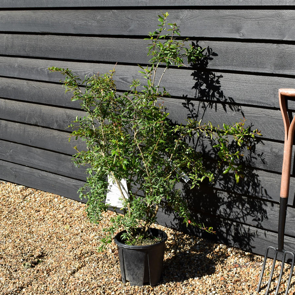 Punica granatum - Pomegranate - Shrub - 90-130cm - 10lt
