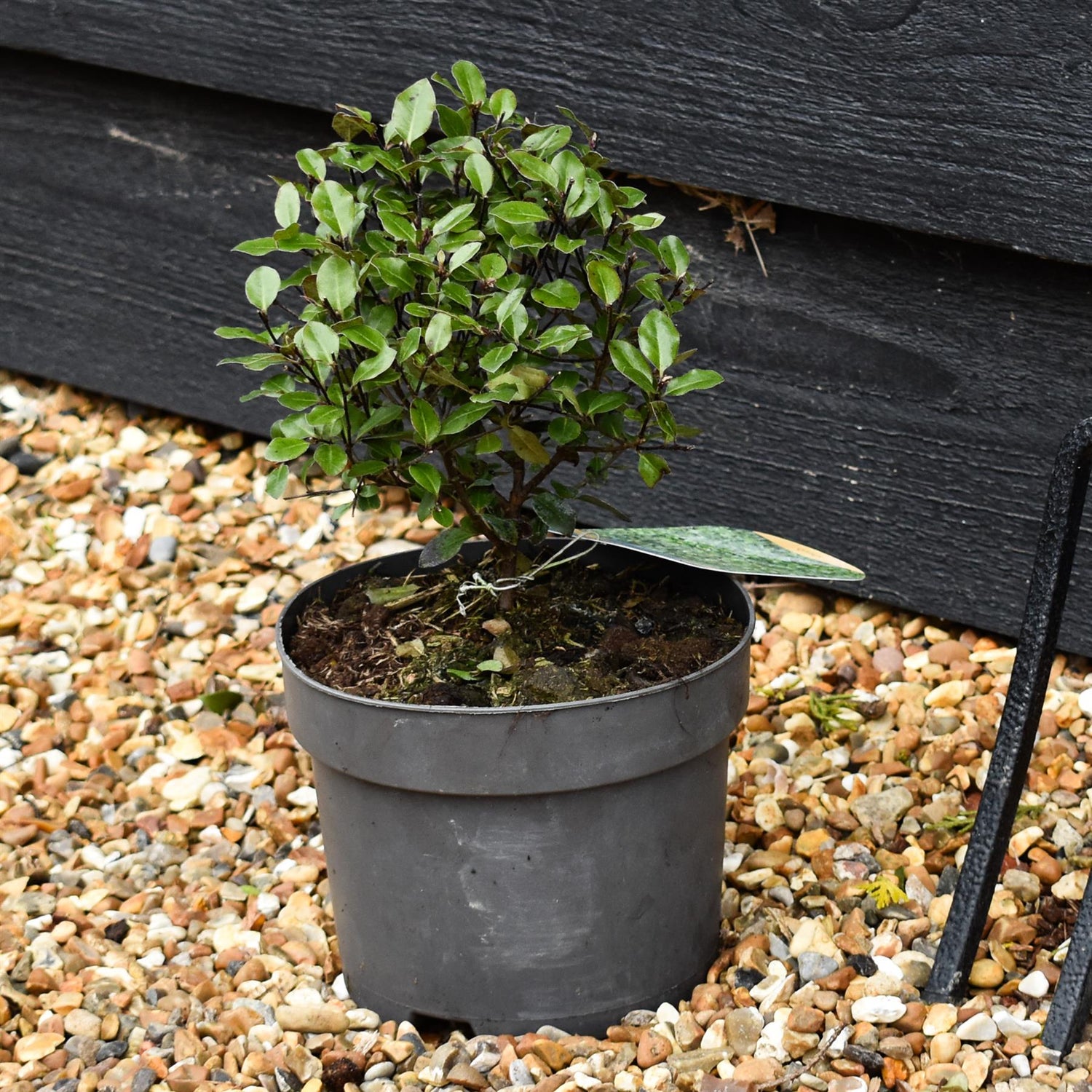Pittosporum tenuifolium 'Golf Ball' - Height 15-20cm - 2lt