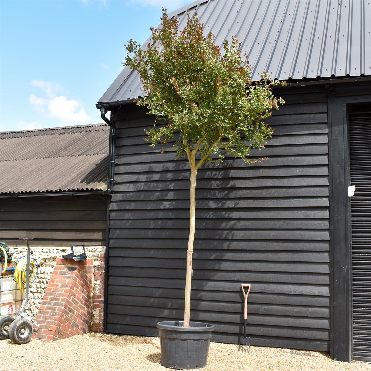 Lagerstroemia indica 'Lucas Red' | Crape Myrtle - Clear Stem - Girth 16-18cm - Height 280-300cm - 150lt