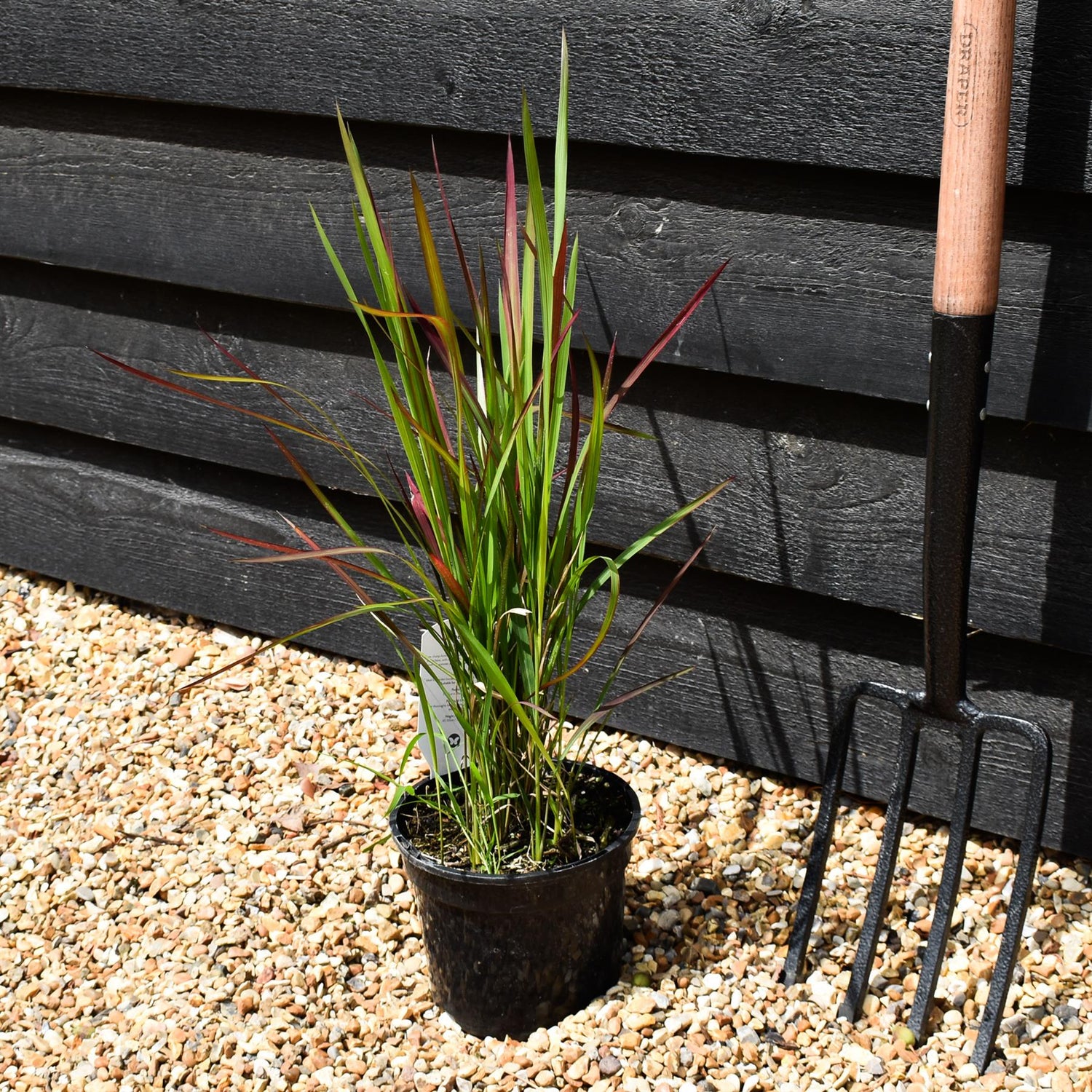Imperata cylindrica 'Red Baron' | Japanese Blood Grass 20-30cm - 2lt
